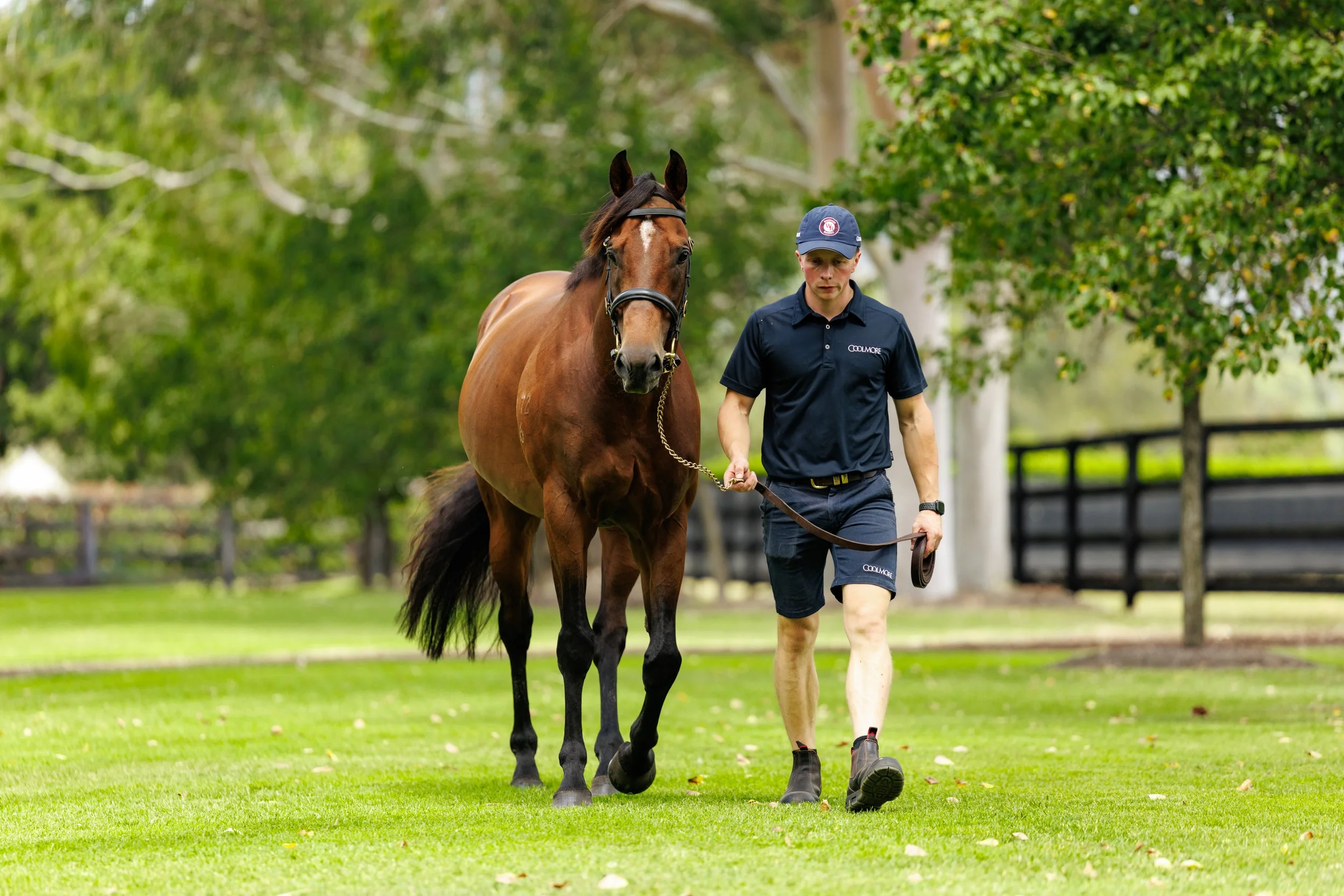 Super Seth Coolmore March 2026-4597.jpg