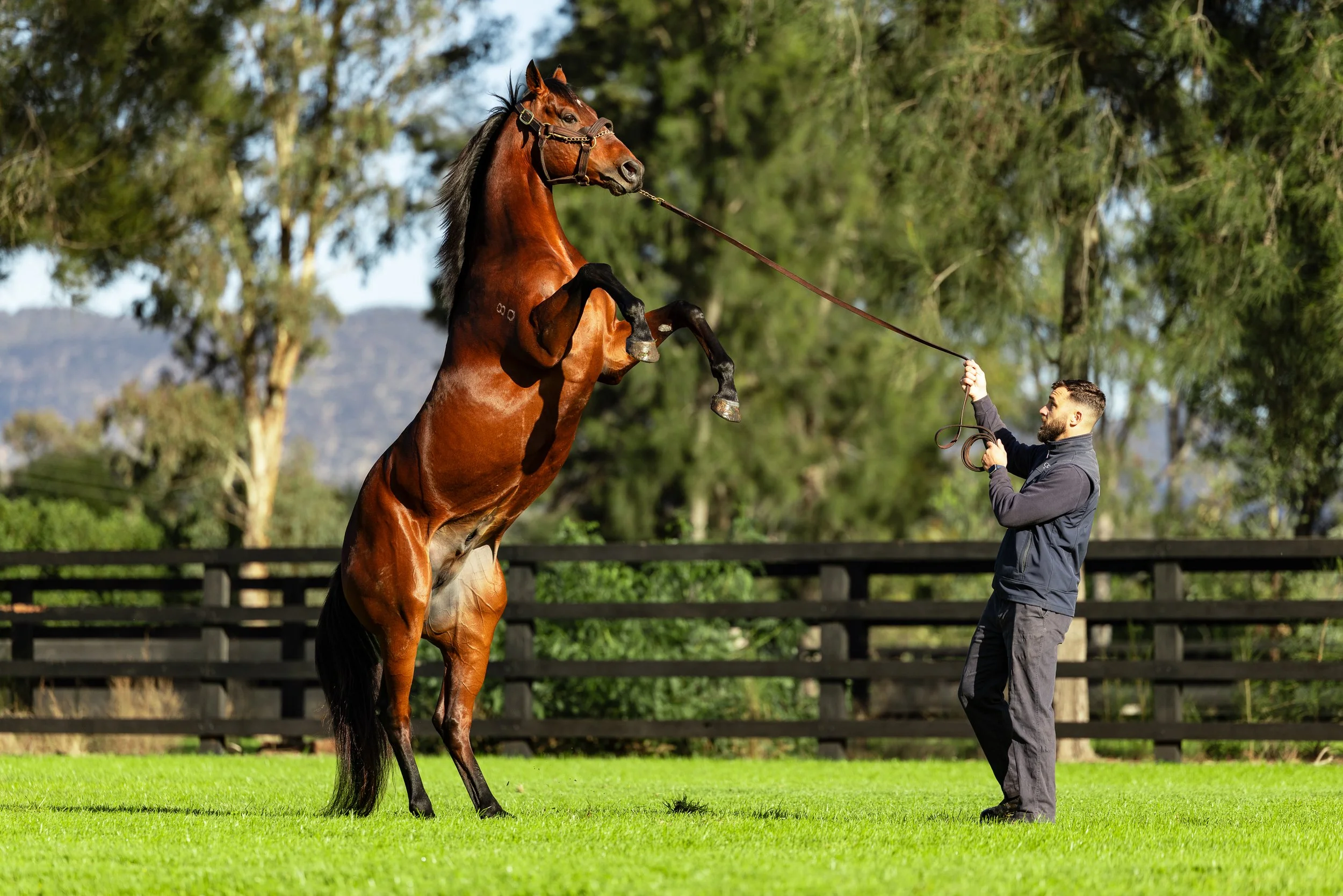 IMG_2905-Shinzo Coolmore June 25.jpg