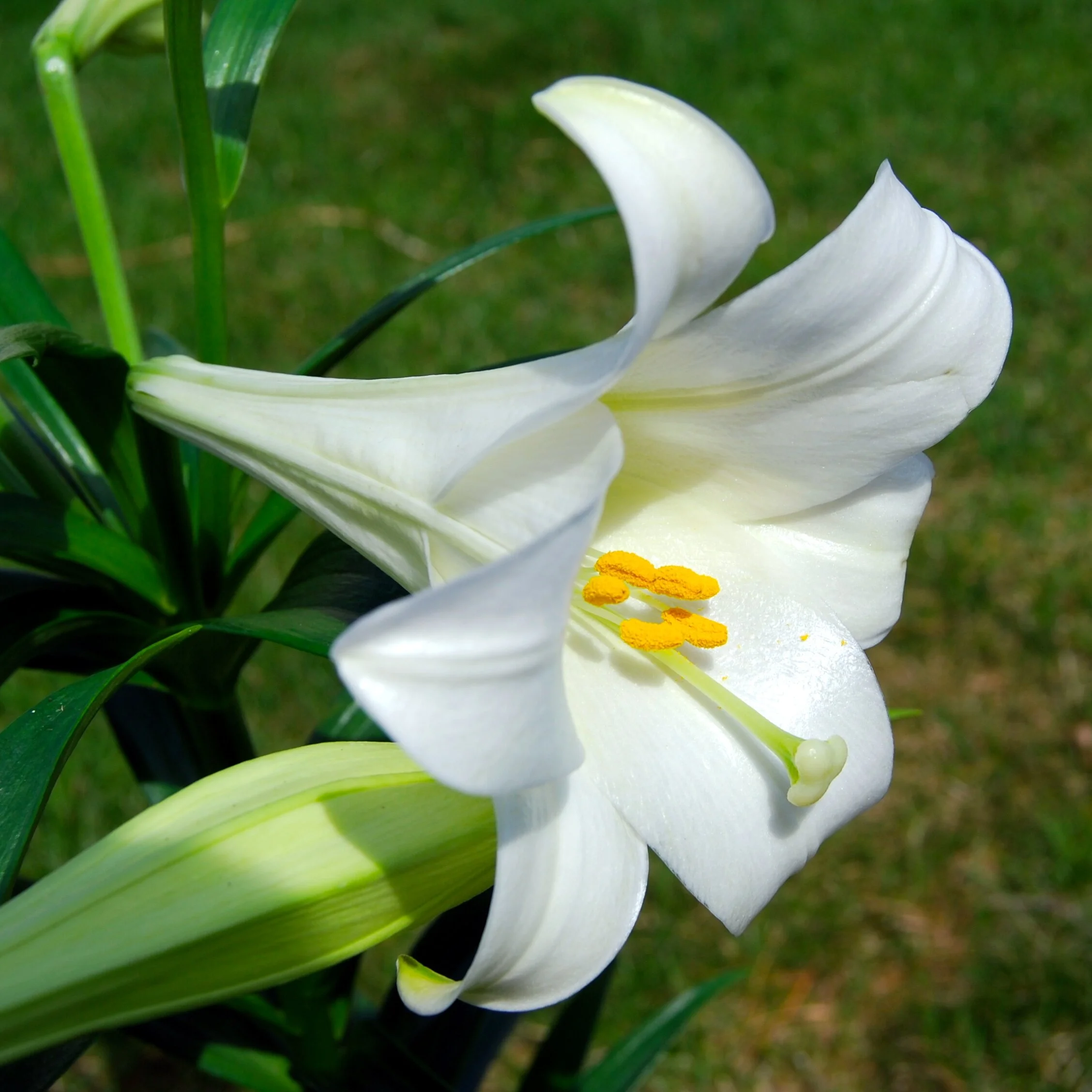 Lilium_longiflorum_(Easter_Lily).jfif