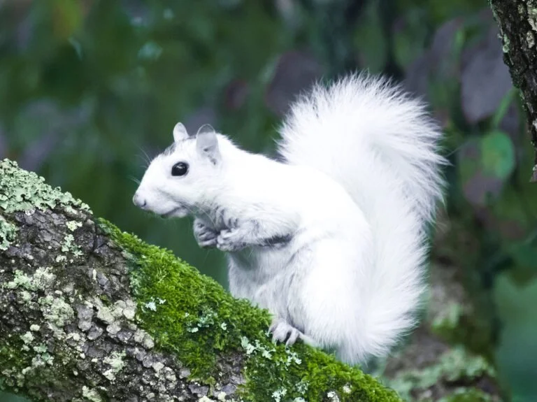 white-squirrel-by-Robert-Chest-March-2023-768x575.jpg