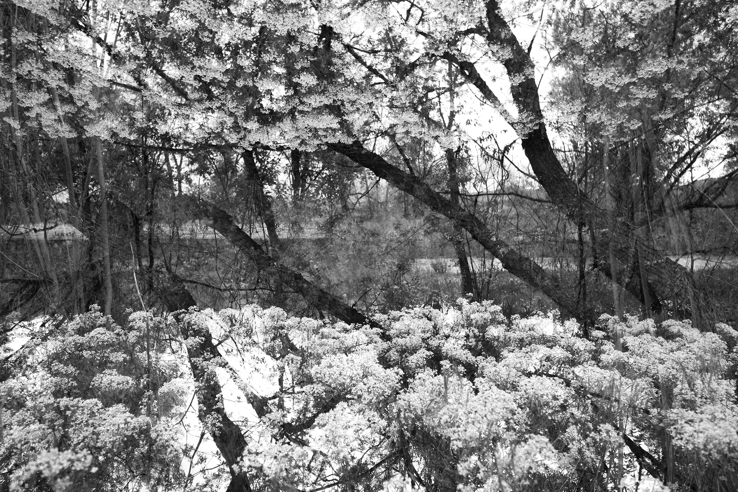 trees.jpg