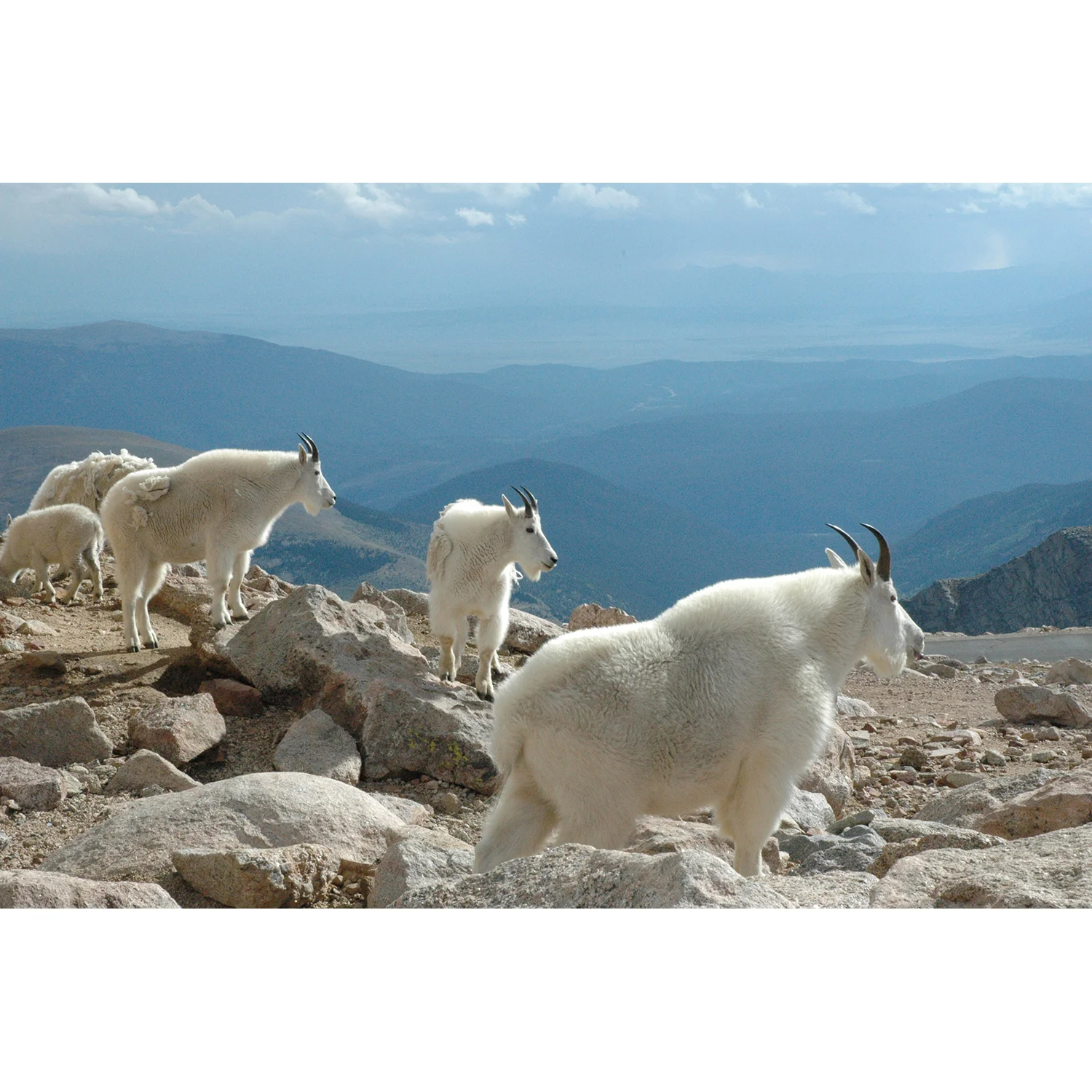 "Goats of Mt. Evans" Photo by Kay Phelps