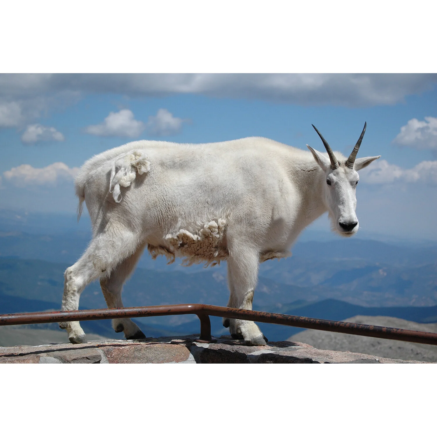 "Single Goat" Photo by Kay Phelps