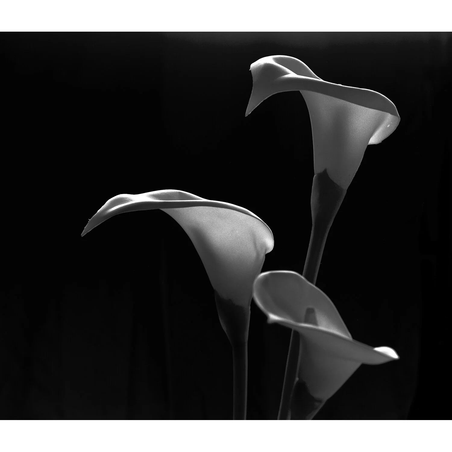 "Lillies" Photo by Kay Phelps