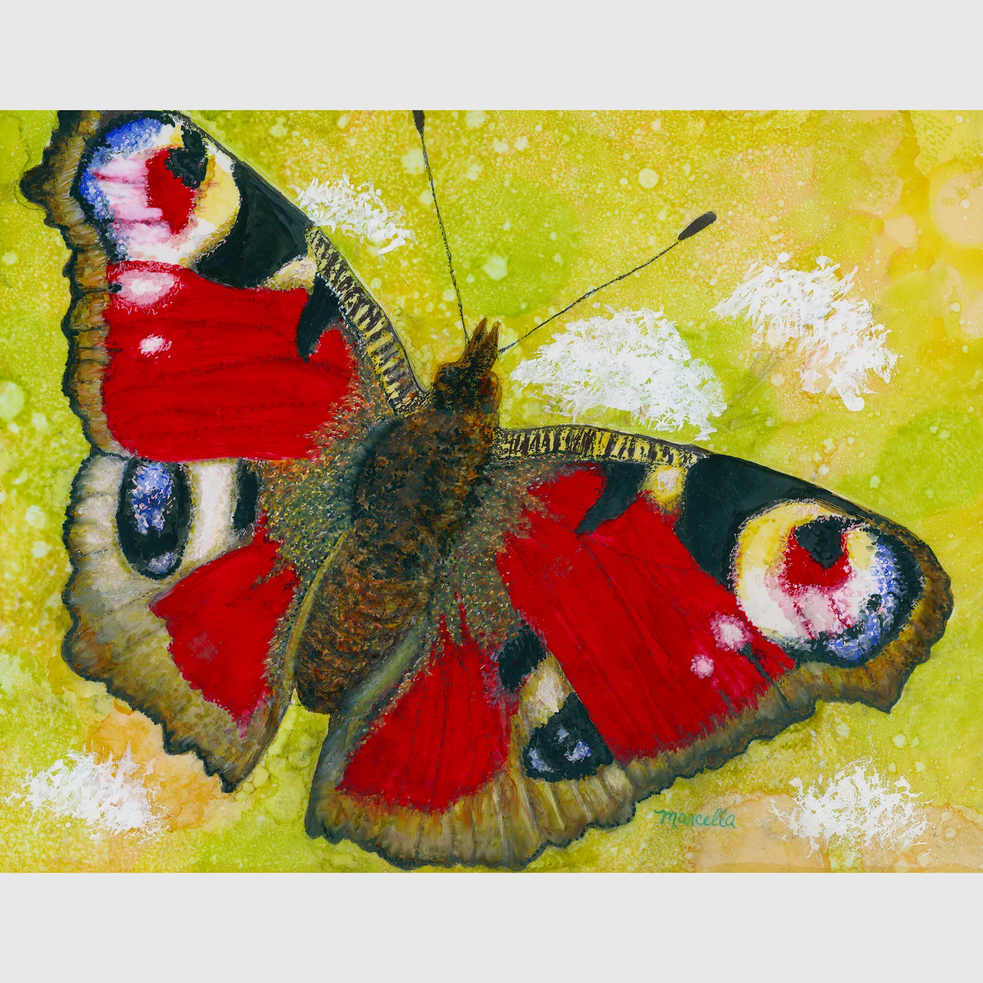 "Peacock Butterfly" Print of Painting by Marcella Chapman