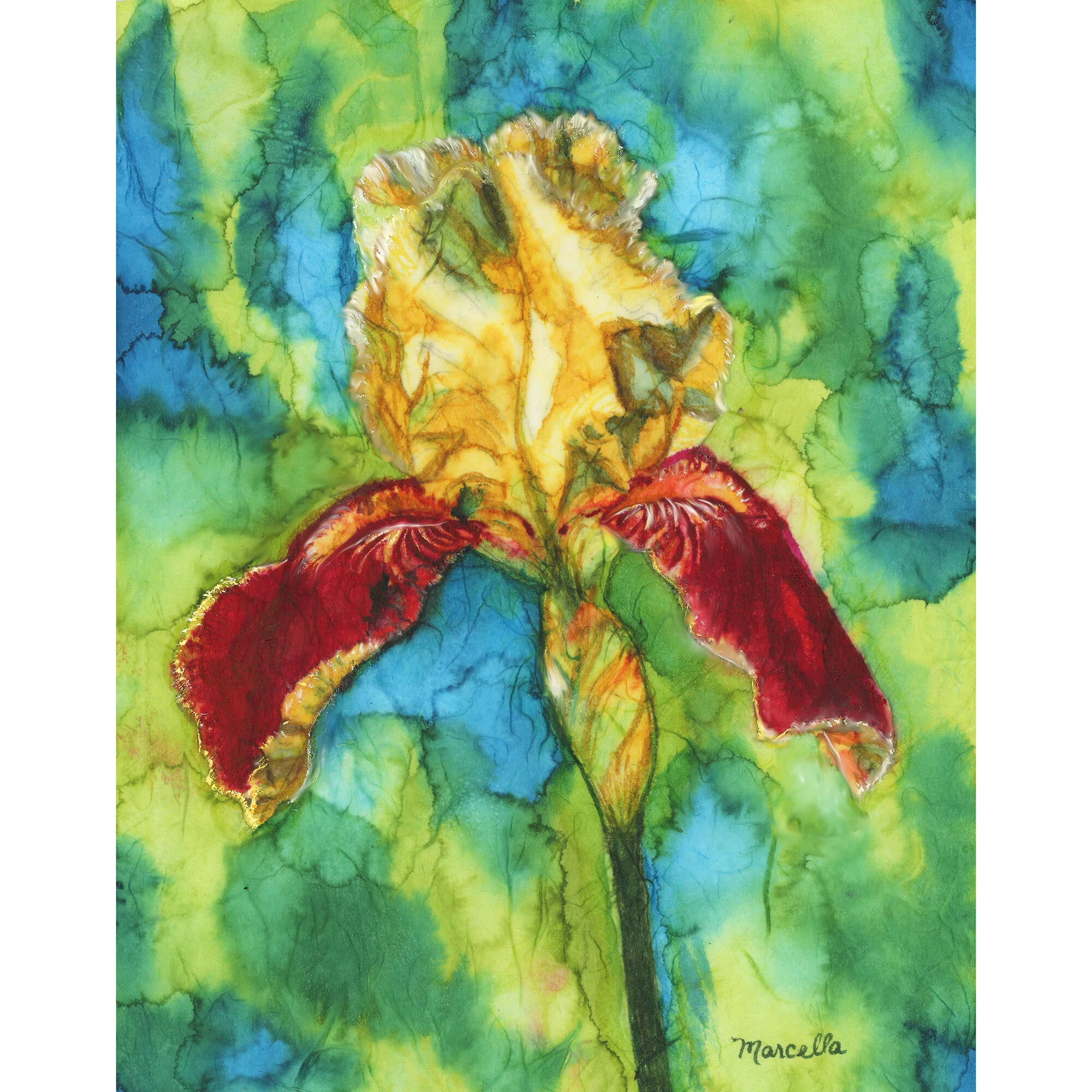 "Iris 2" Print of Painting by Marcella Chapman
