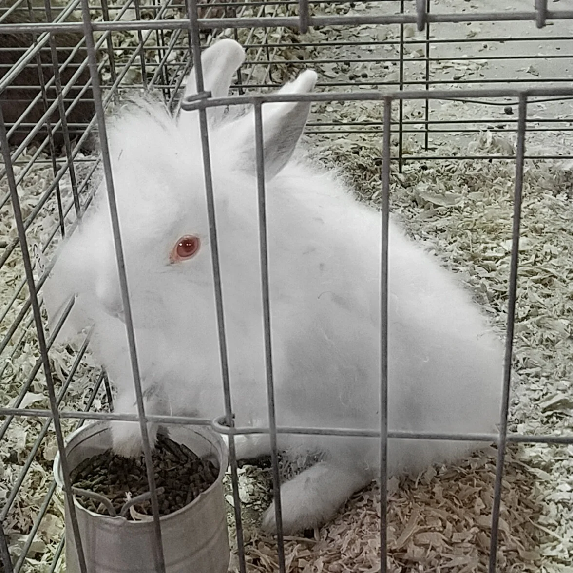 "White Rabbit" Limited Edition Print by Kay Phelps