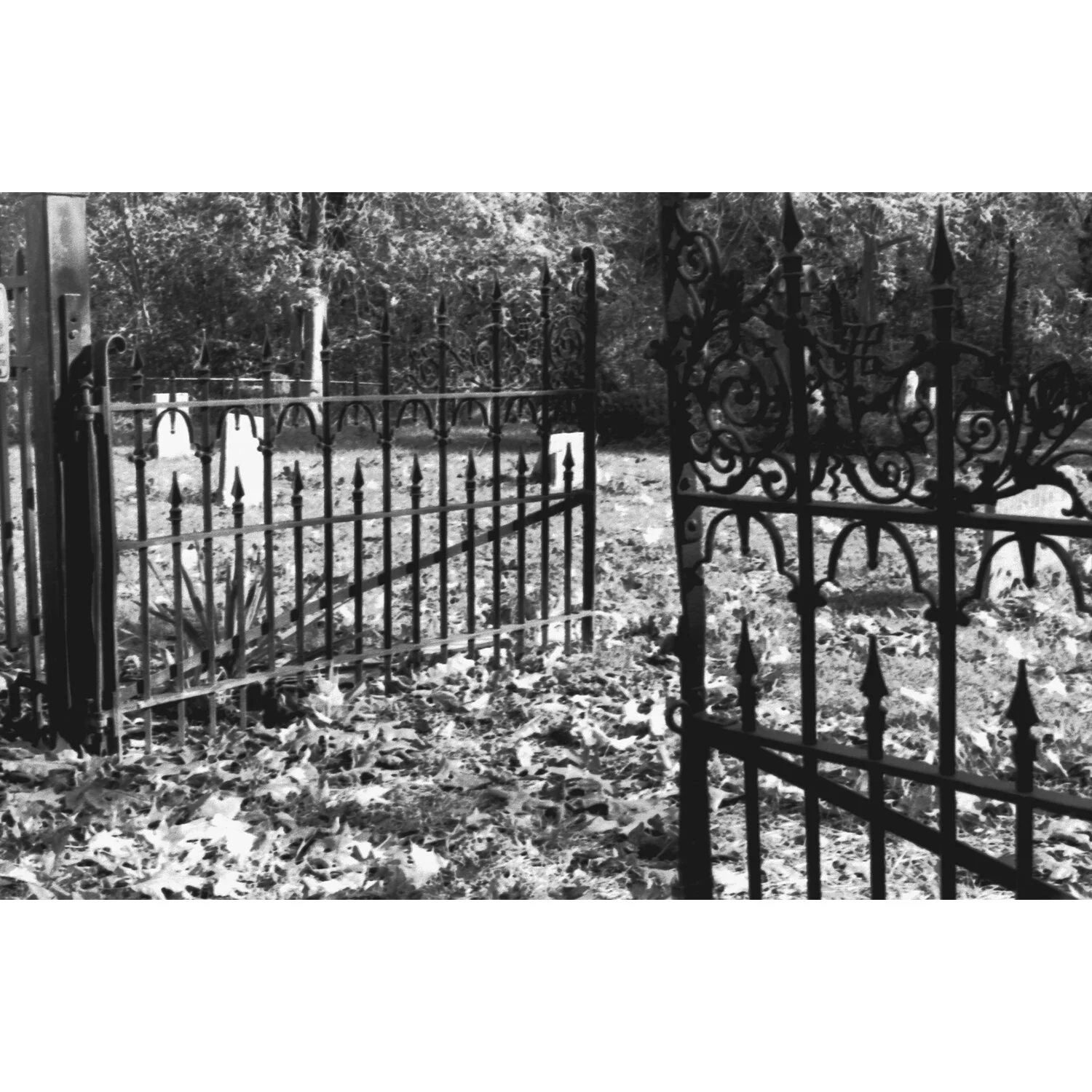 "Cemetery Gates" Limited Edition Print by Kay Phelps