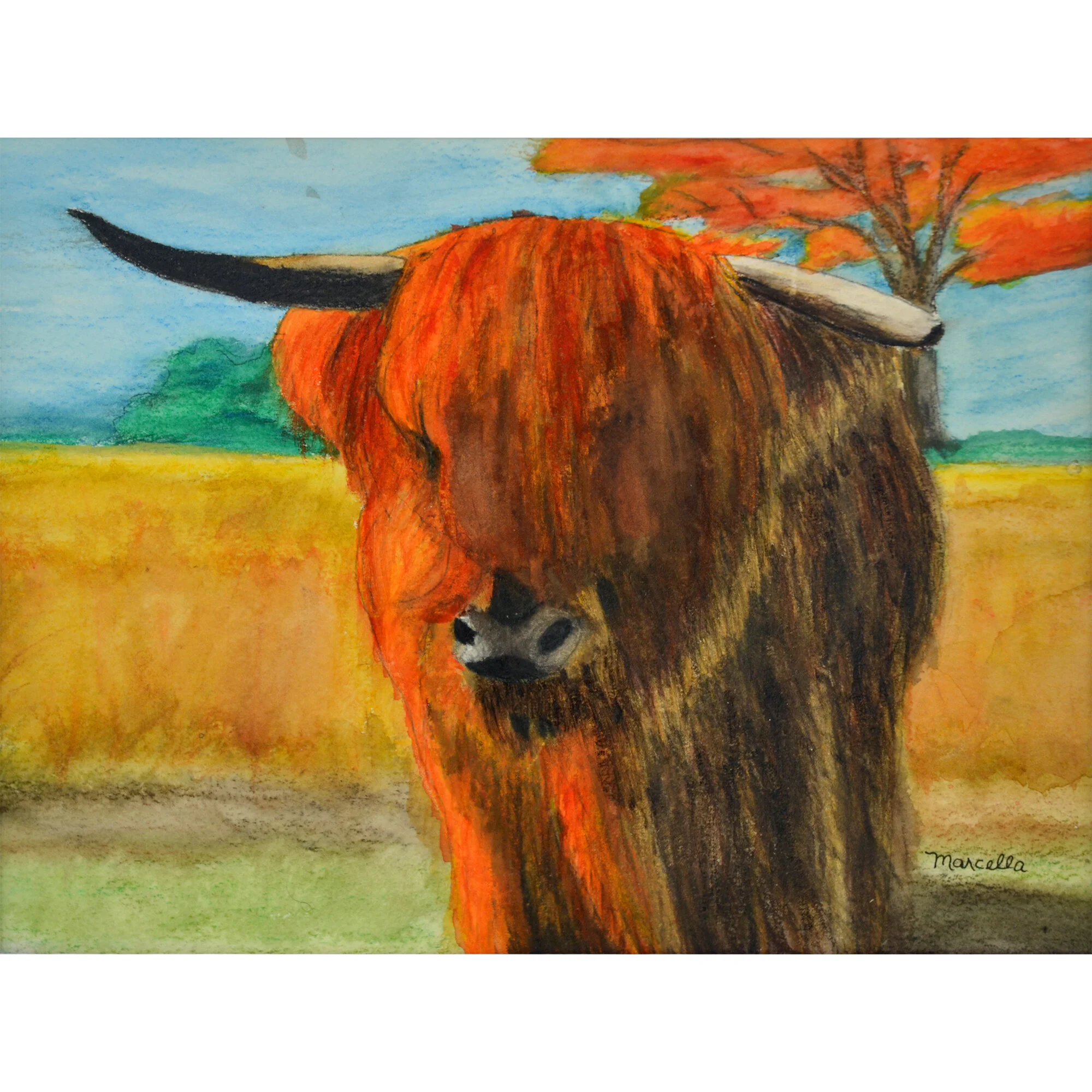 "Highland Cow" Print of Painting by Marcella Chapman