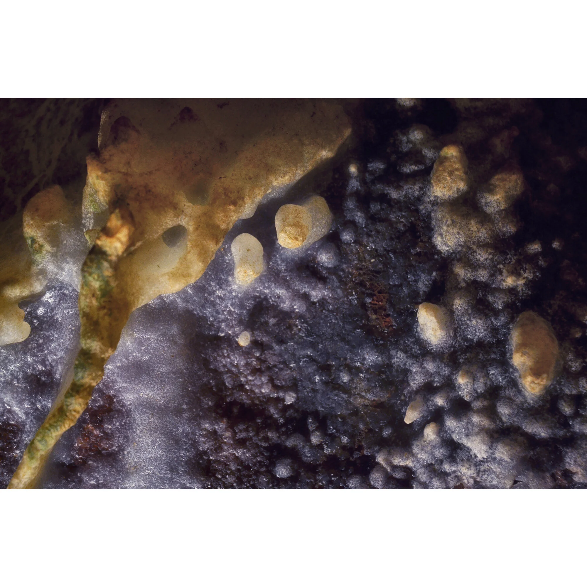 "Alien Landscape" Photo by Kay Phelps