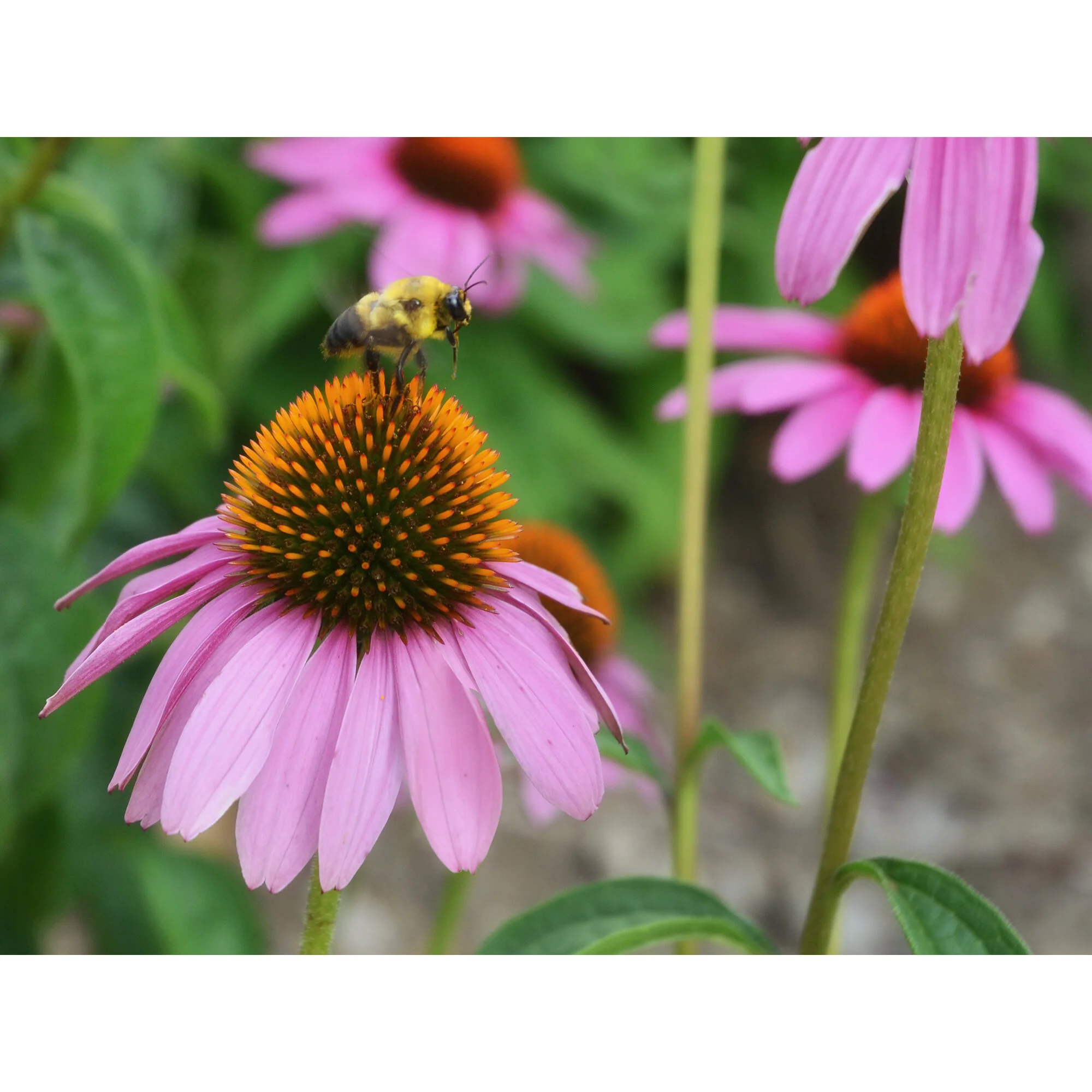 "Bee & Coneflower" Photo by Kay Phelps