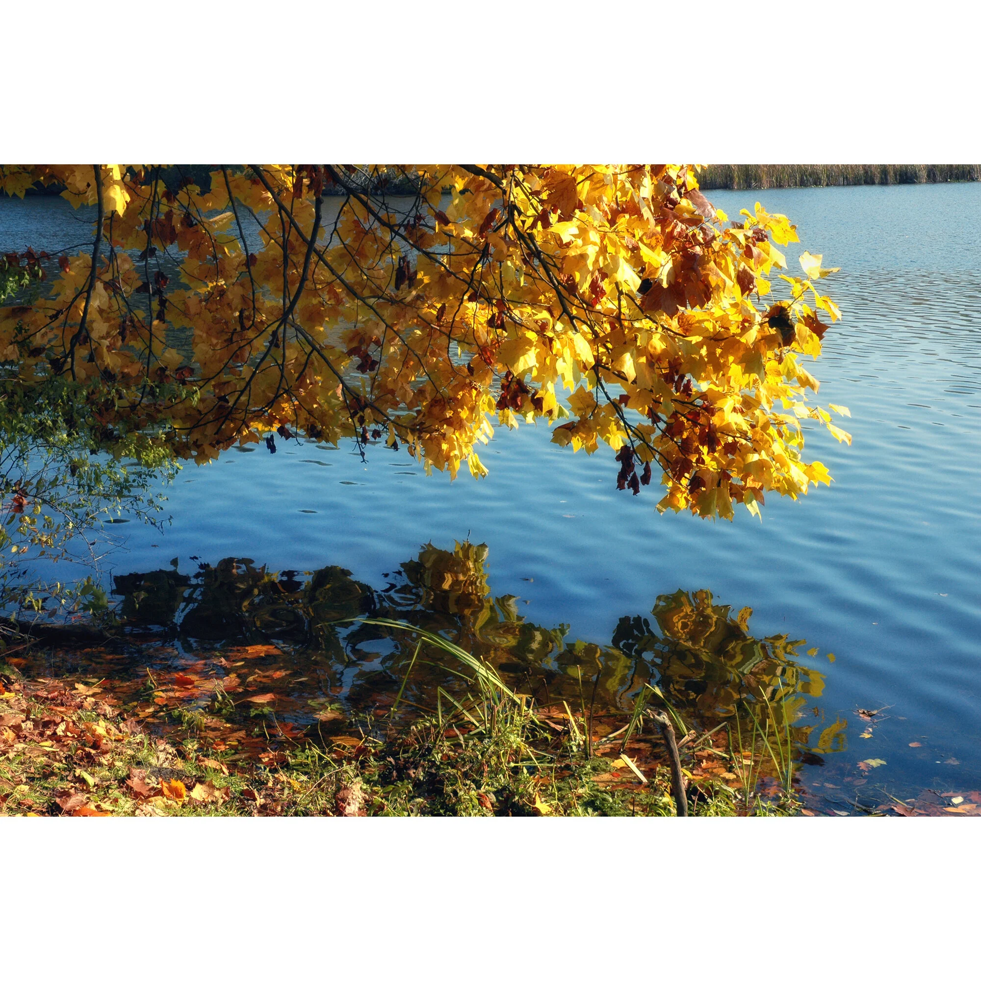 "Colorful Branch" Photo by Kay Phelps