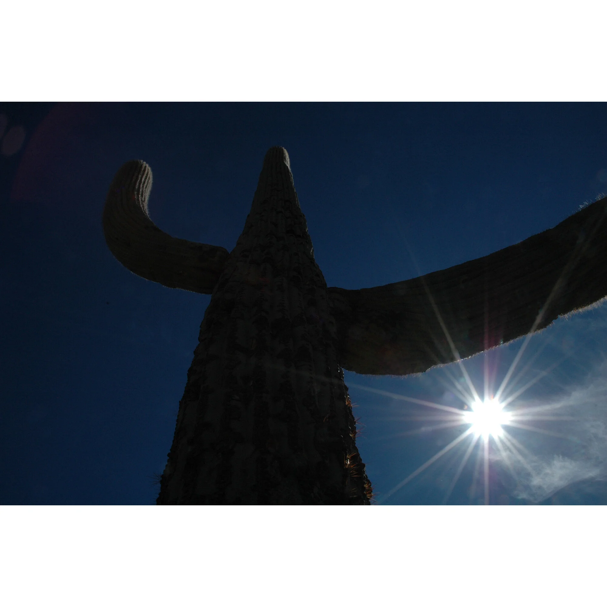 "Cactus" Photo by Kay Phelps