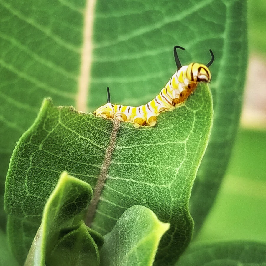 "Caterpillar" Photo by Kay Phelps