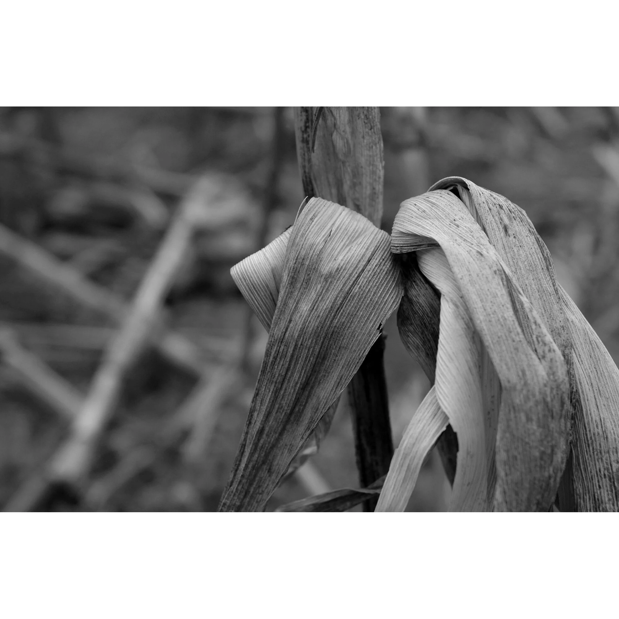 "Corn Husk" Photo by Kay Phelps