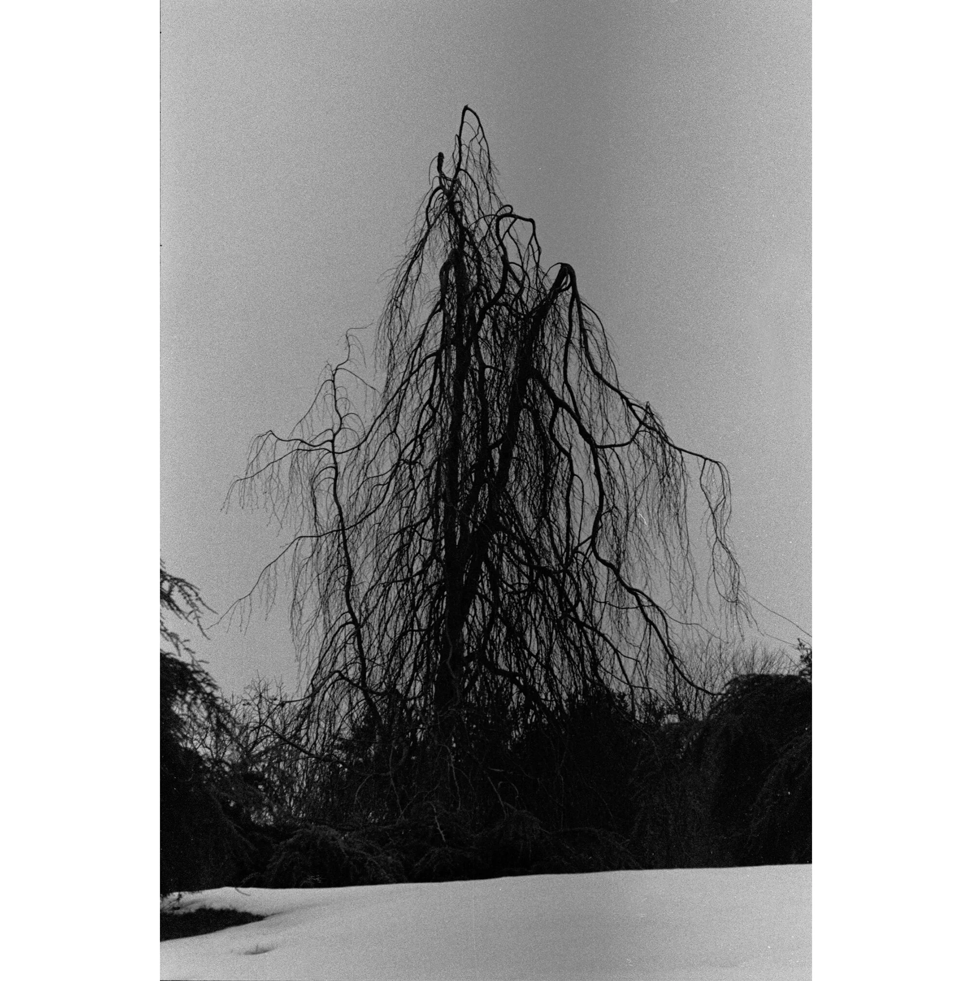"Creepy Tree" Photo by Kay Phelps