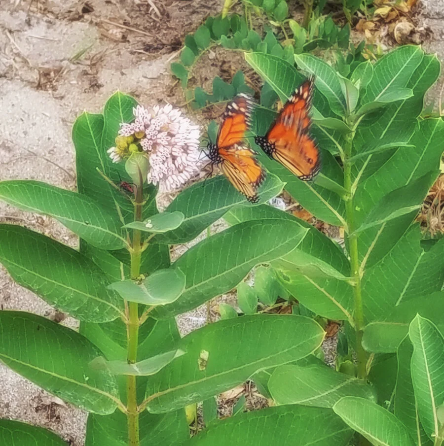 "Double Monarch" Photo by Kay Phelps