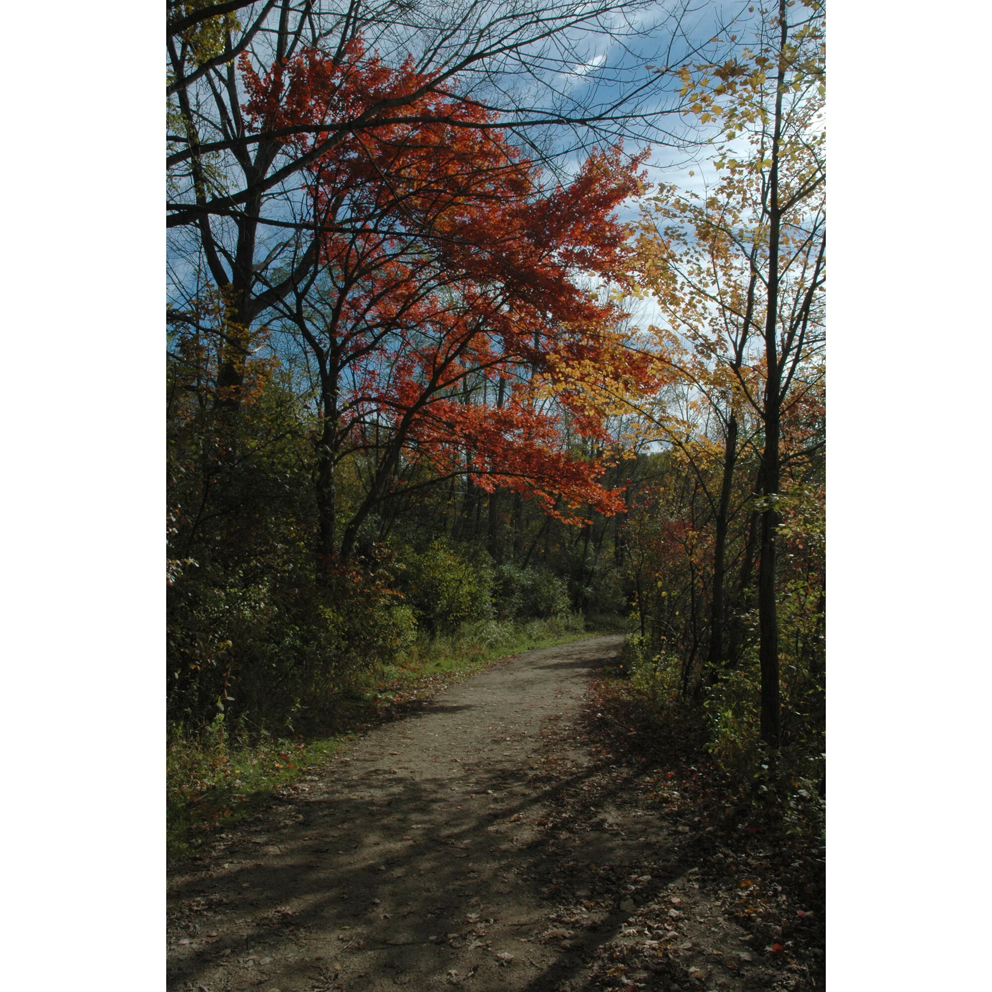 "Firestone Park in Autumn" Photo by Kay Phelps