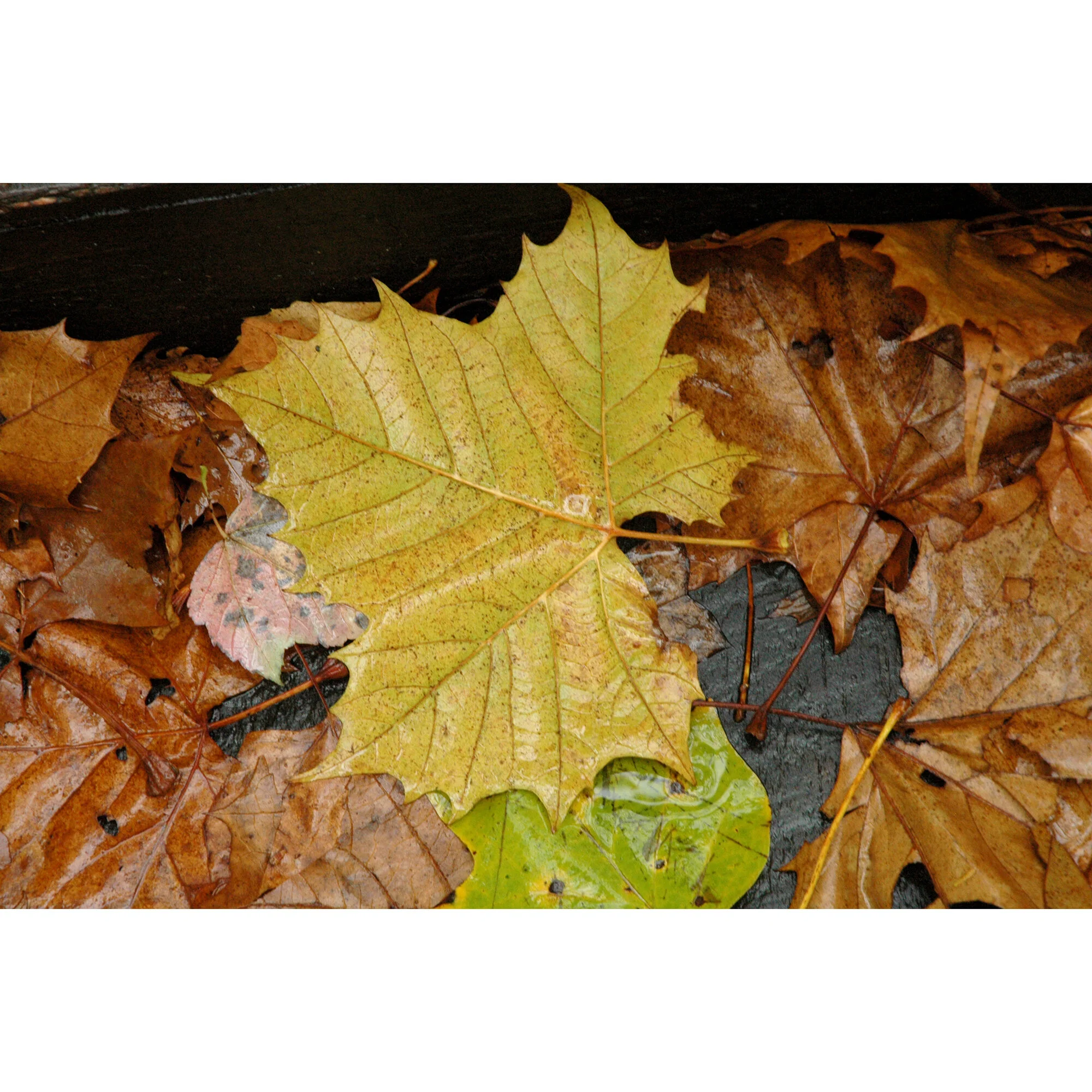 "Yellow Leaf" Photo by Kay Phelps