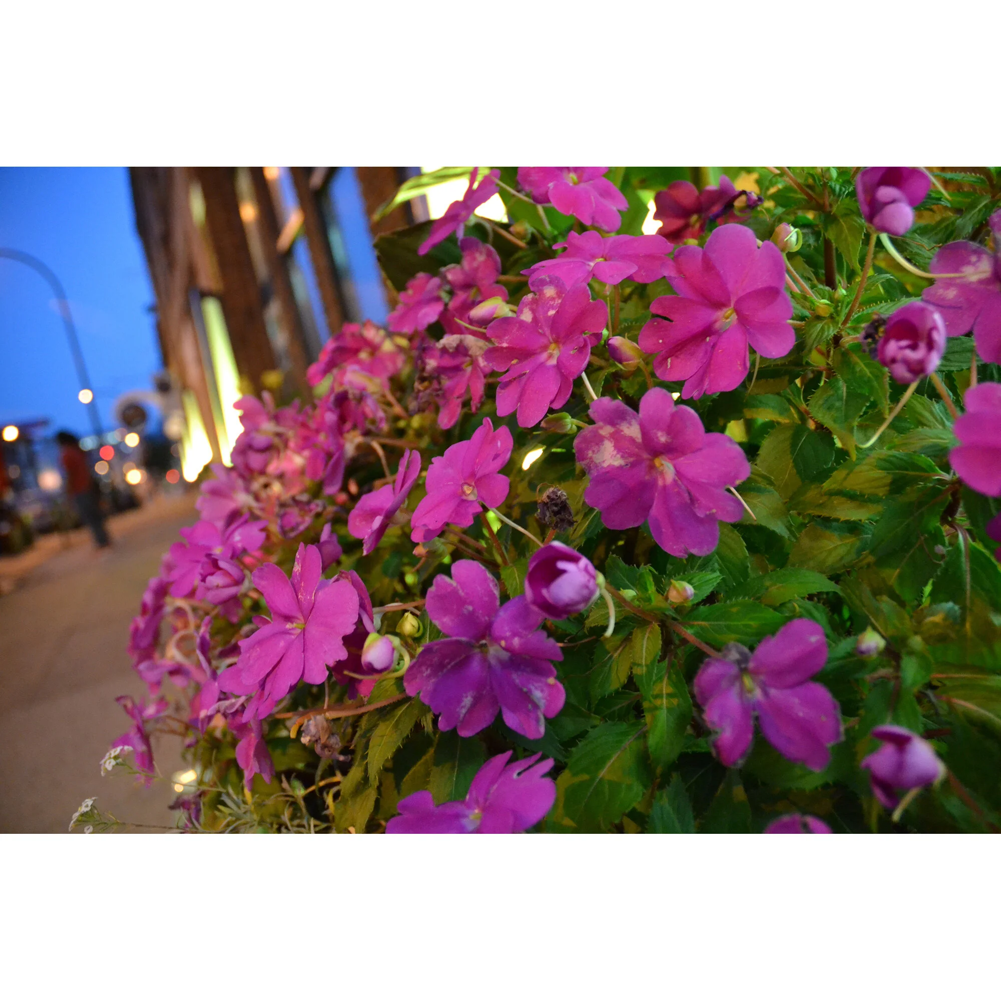 "High St. Purple Flowers" Photo by Kay Phelps