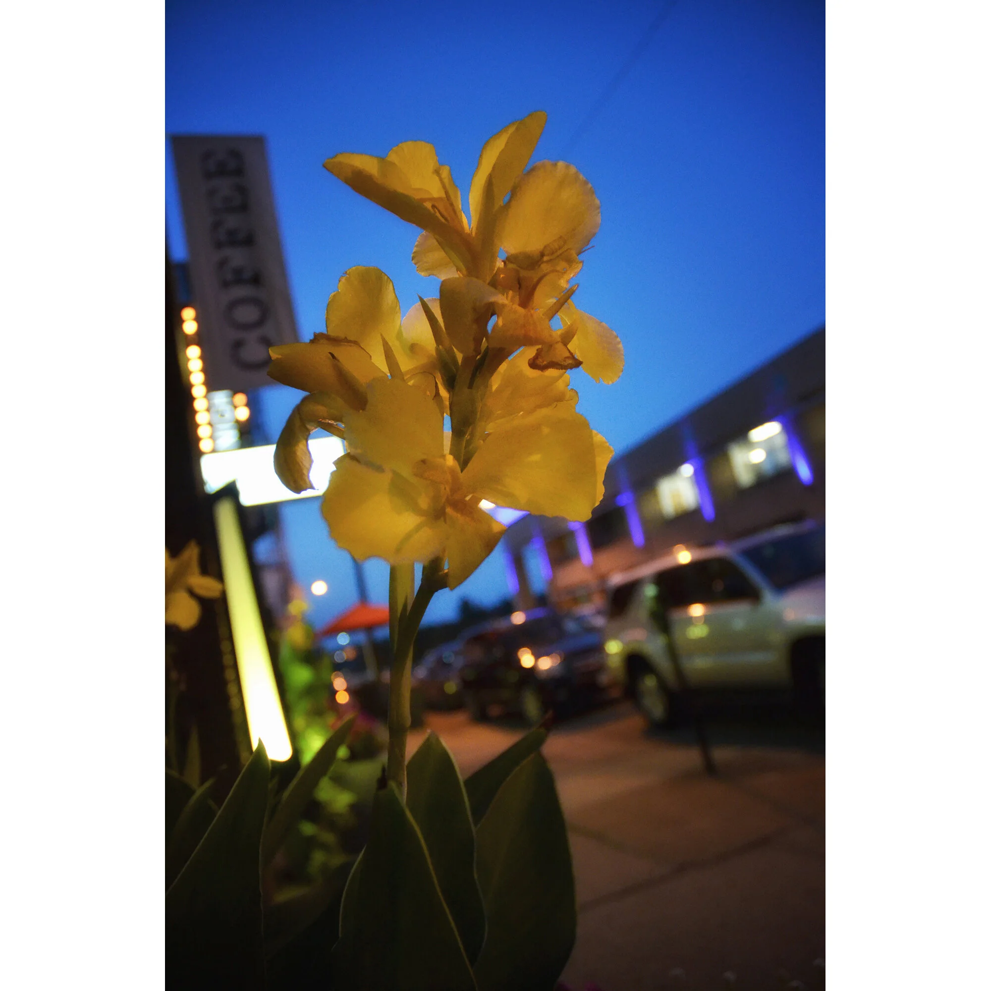 "High St. Yellow Flower" Photo by Kay Phelps