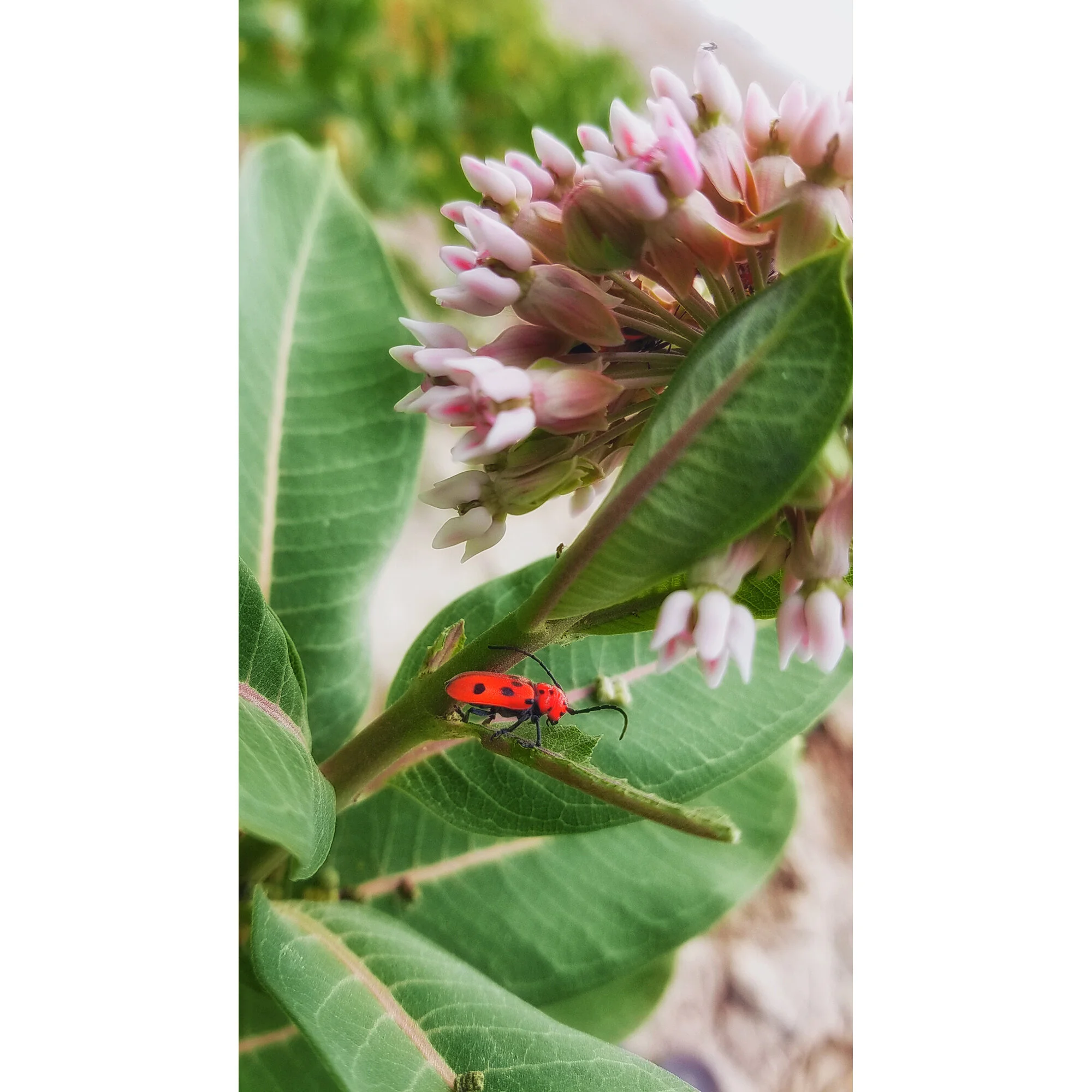 "Bug & Milkweed" Photo by Kay Phelps