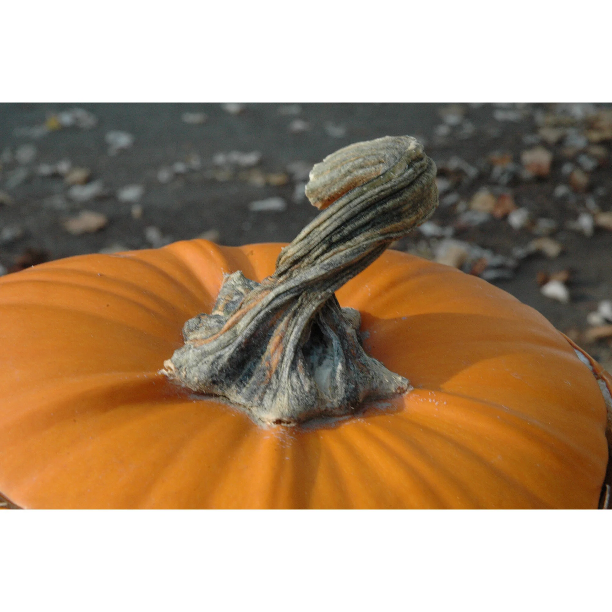 "Pumpkin Stem" Photo by Kay Phelps