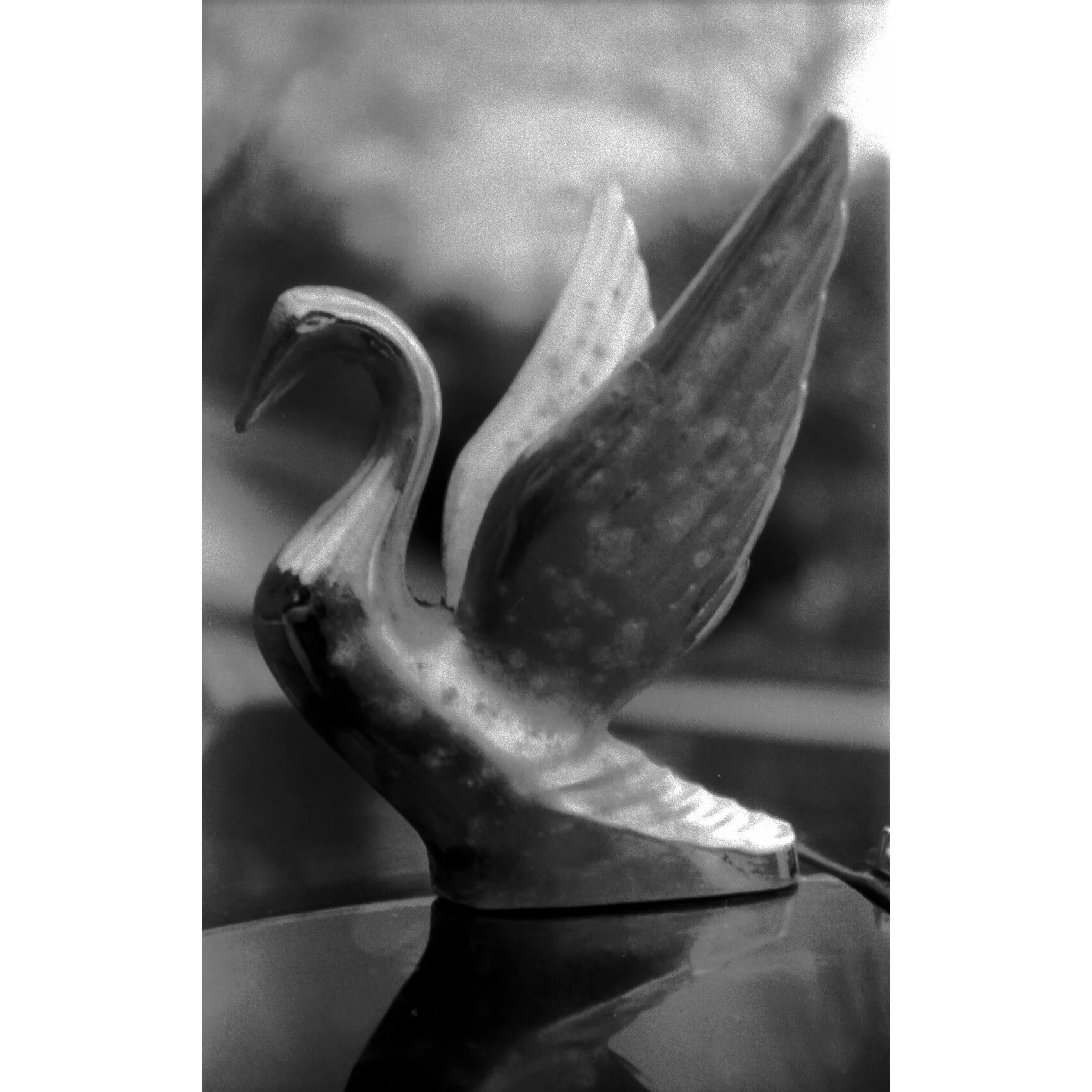 "Steel Swan" Photo by Kay Phelps