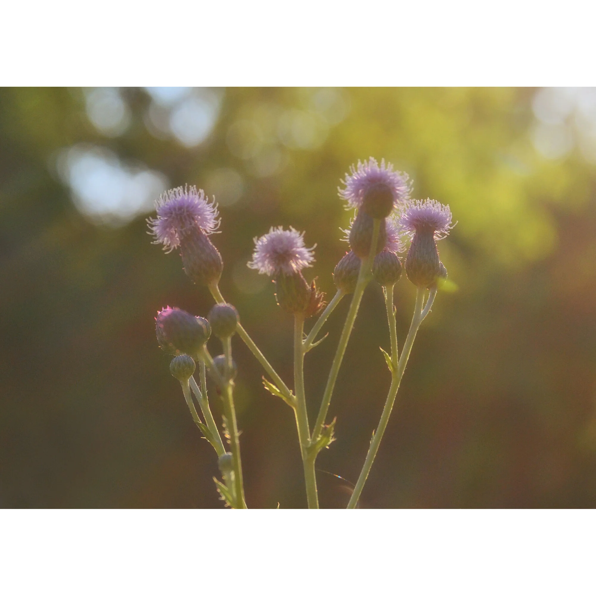 "Thistle" Photo by Kay Phelps