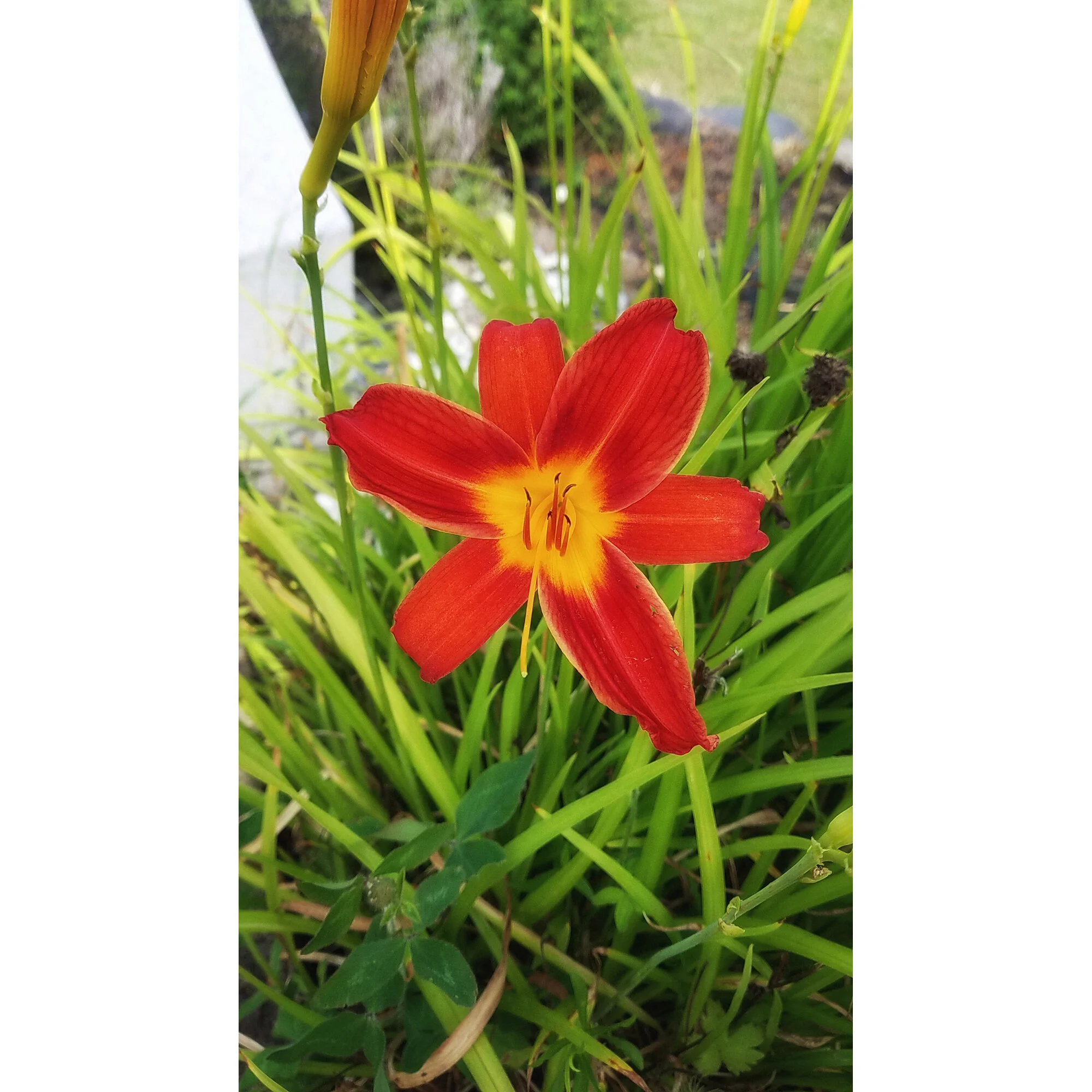 "Mary's Red Tiger Lily" Photo by Kay Phelps