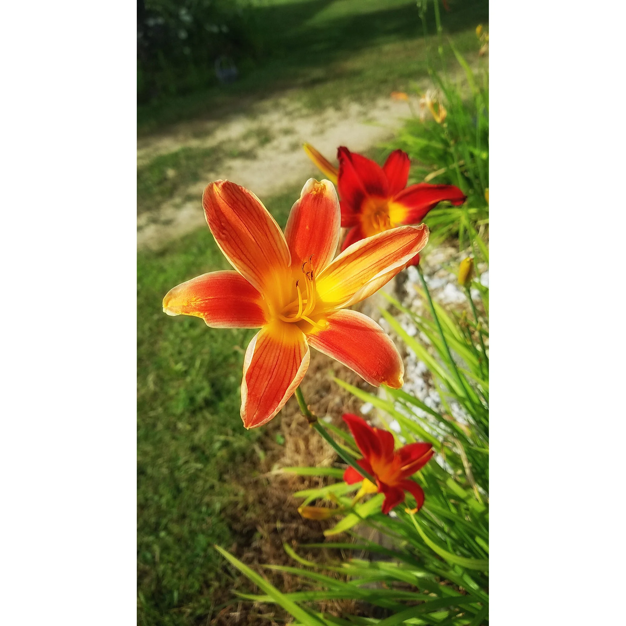 "Mary's Yellow Tiger Lily" Photo by Kay Phelps