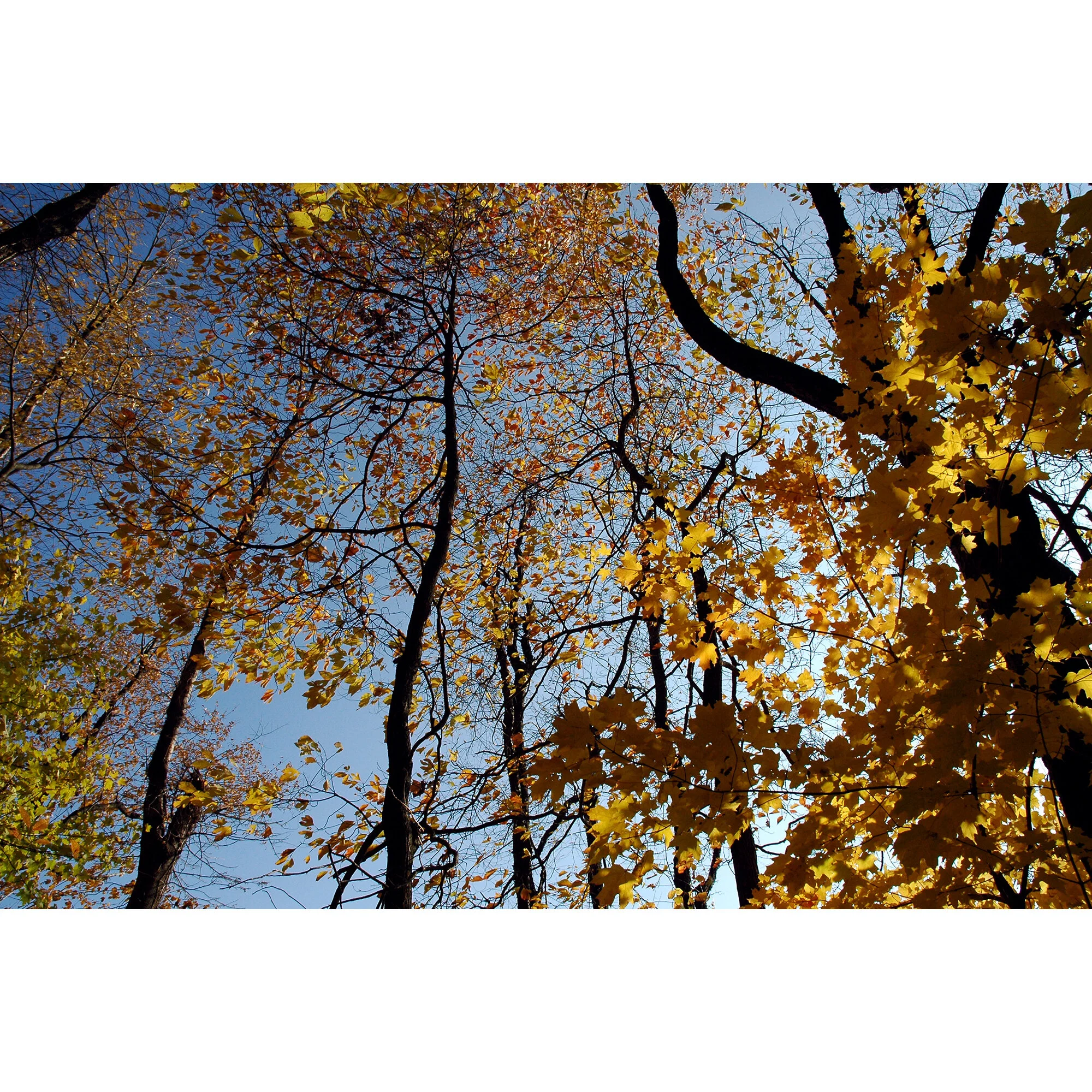 "Treetops" Photo by Kay Phelps