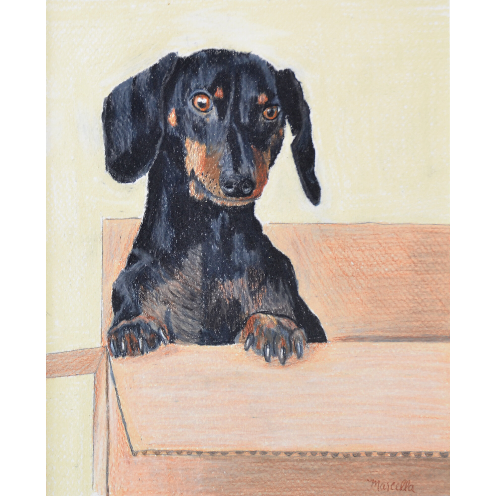 "Doxy in a Boxy" Print of Drawing by Marcella Chapman