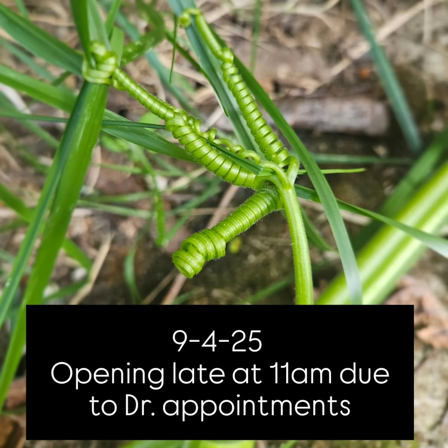 In the meantime, enjoy this picture of vines making ringlets in my driveway. Thursday, 9-4-25, we are opening late at 11am because we all have doctor appointments! 
#upfrontartspace #cuyahogafallsoh #customframıng #lifehappens #betterlatethennever