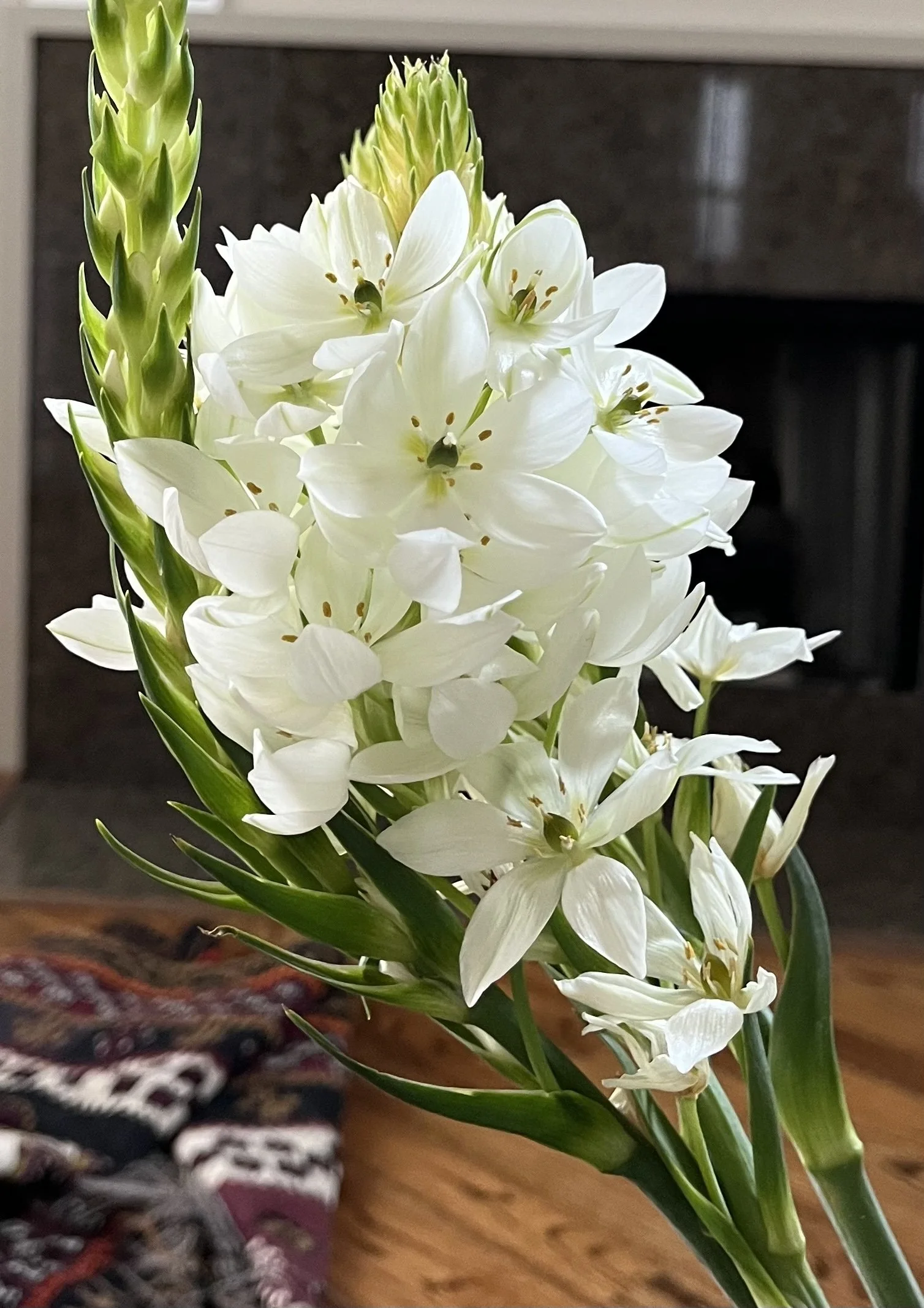 Star of Bethlehem.jpg