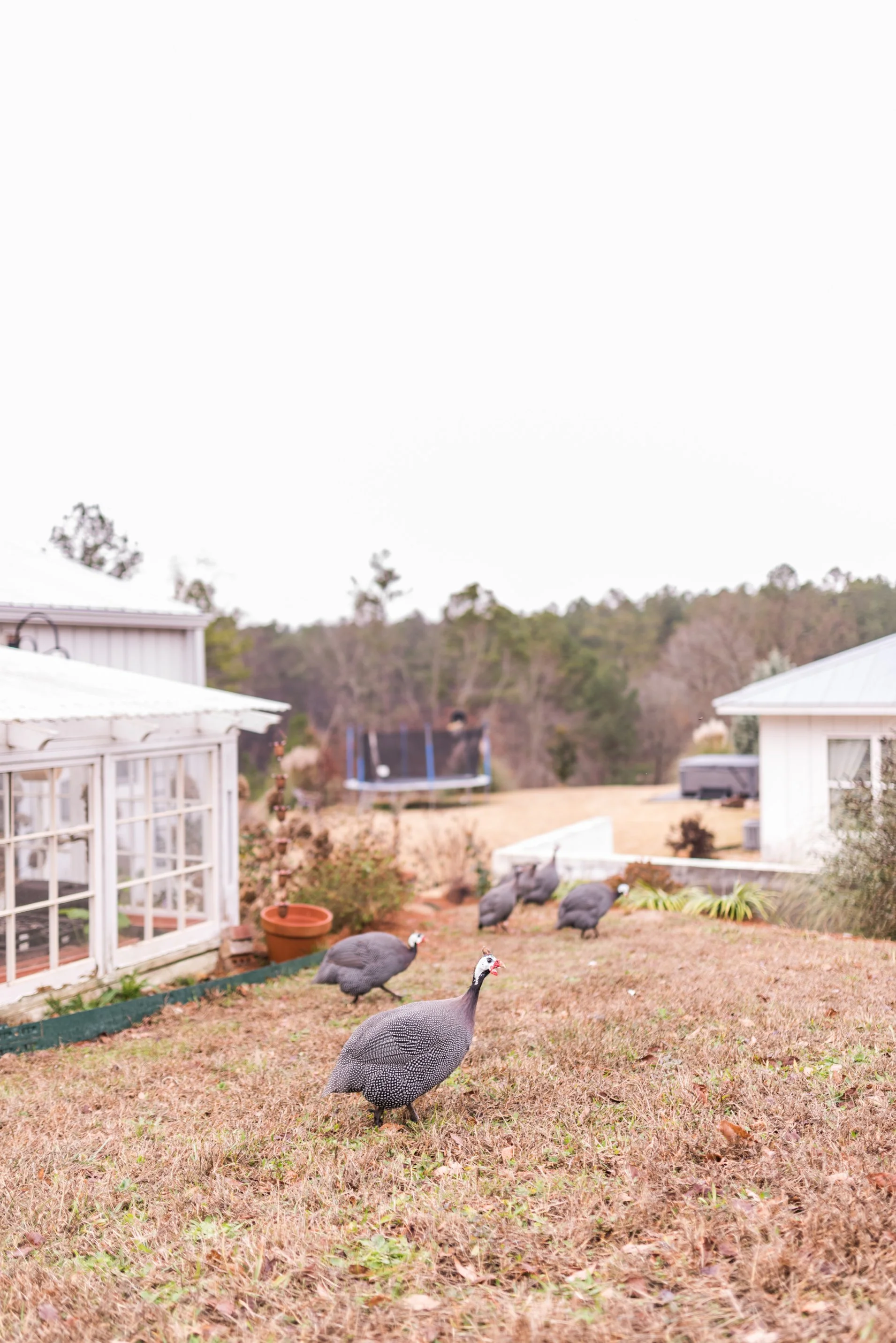 How To Integrate New Animals On Your Farm Or Homestead - Azure Farm