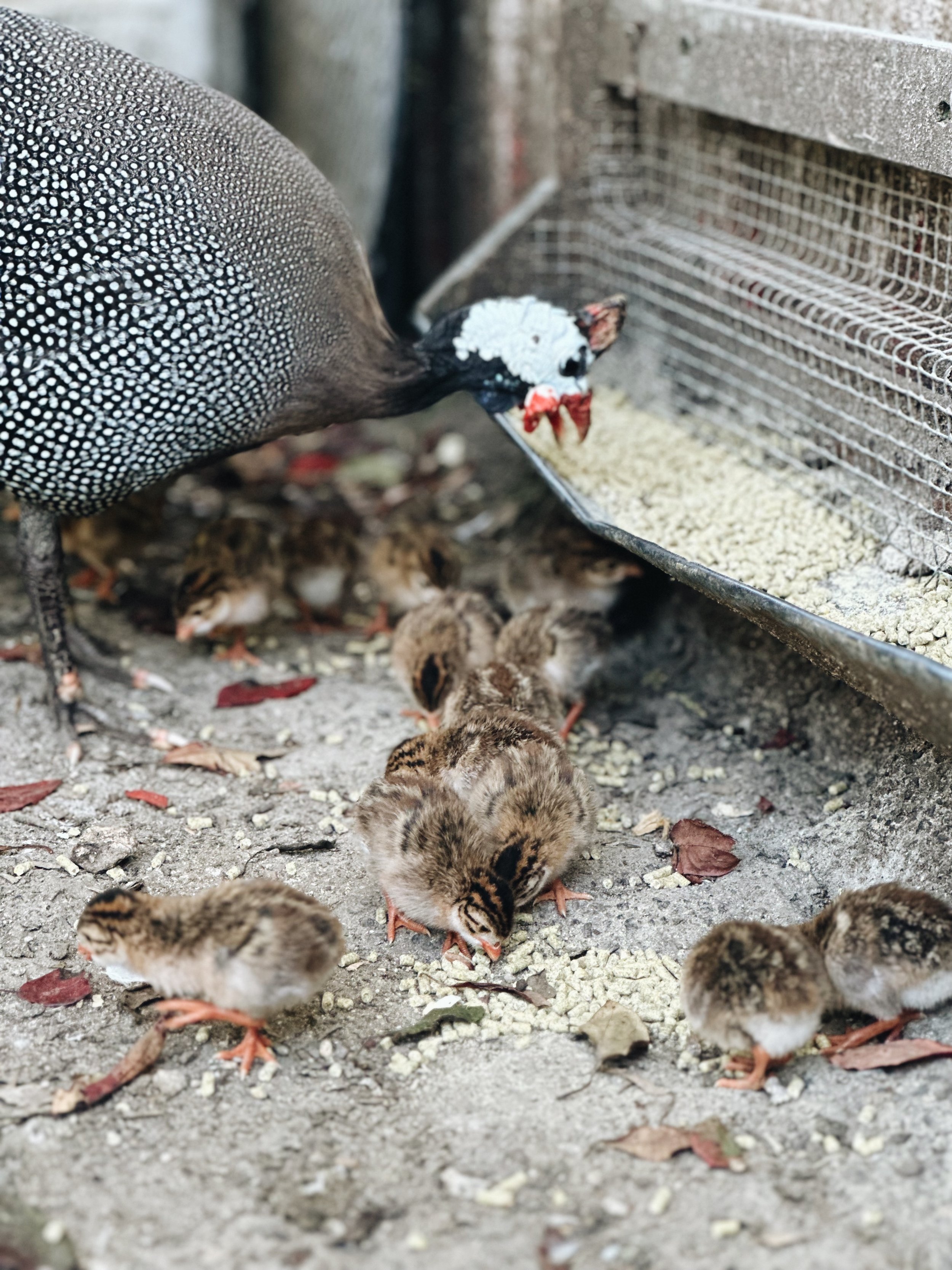 A Beginner's Guide To Raising Guinea Fowl - Azure Farm