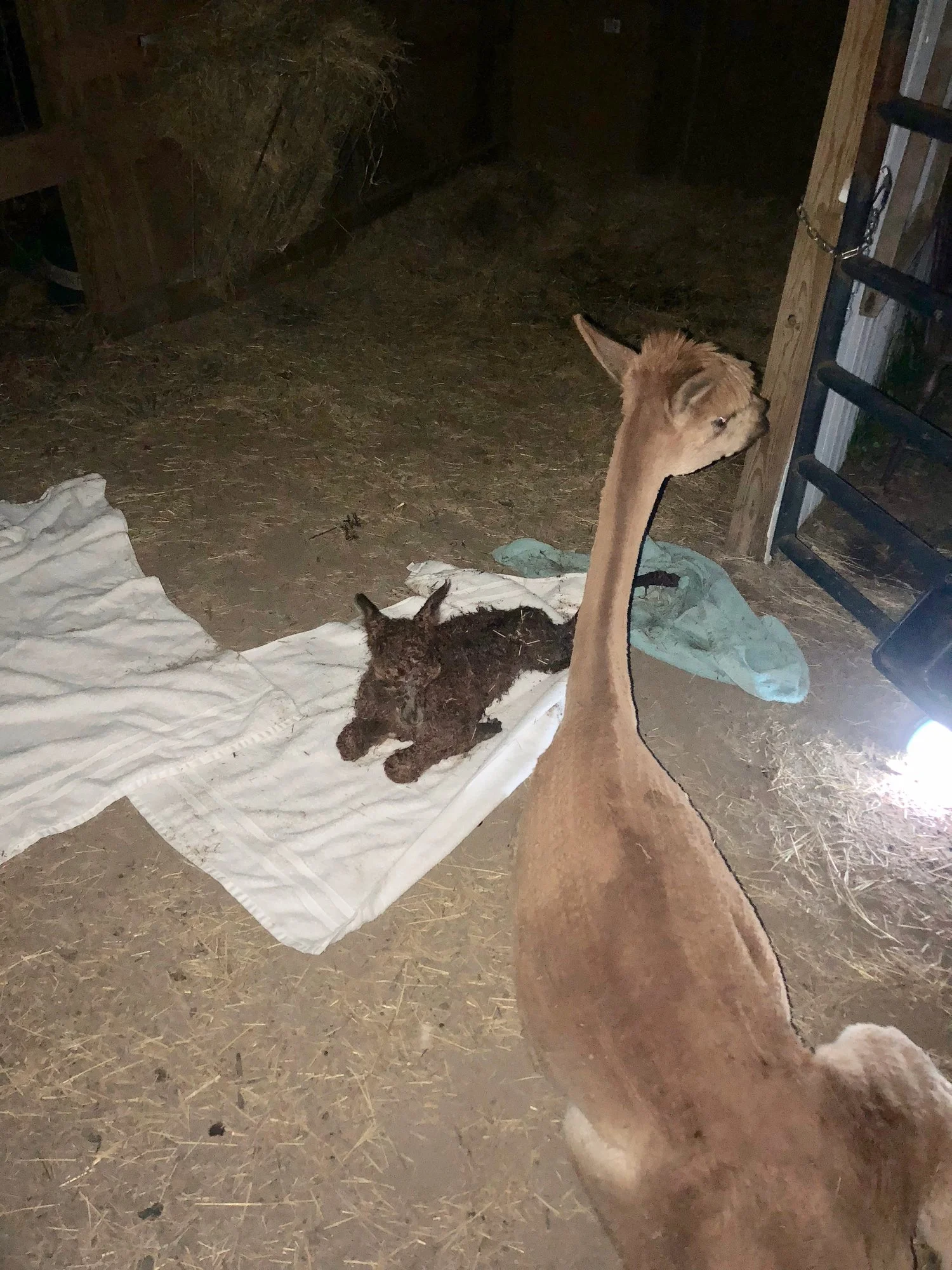 a few minutes after birth