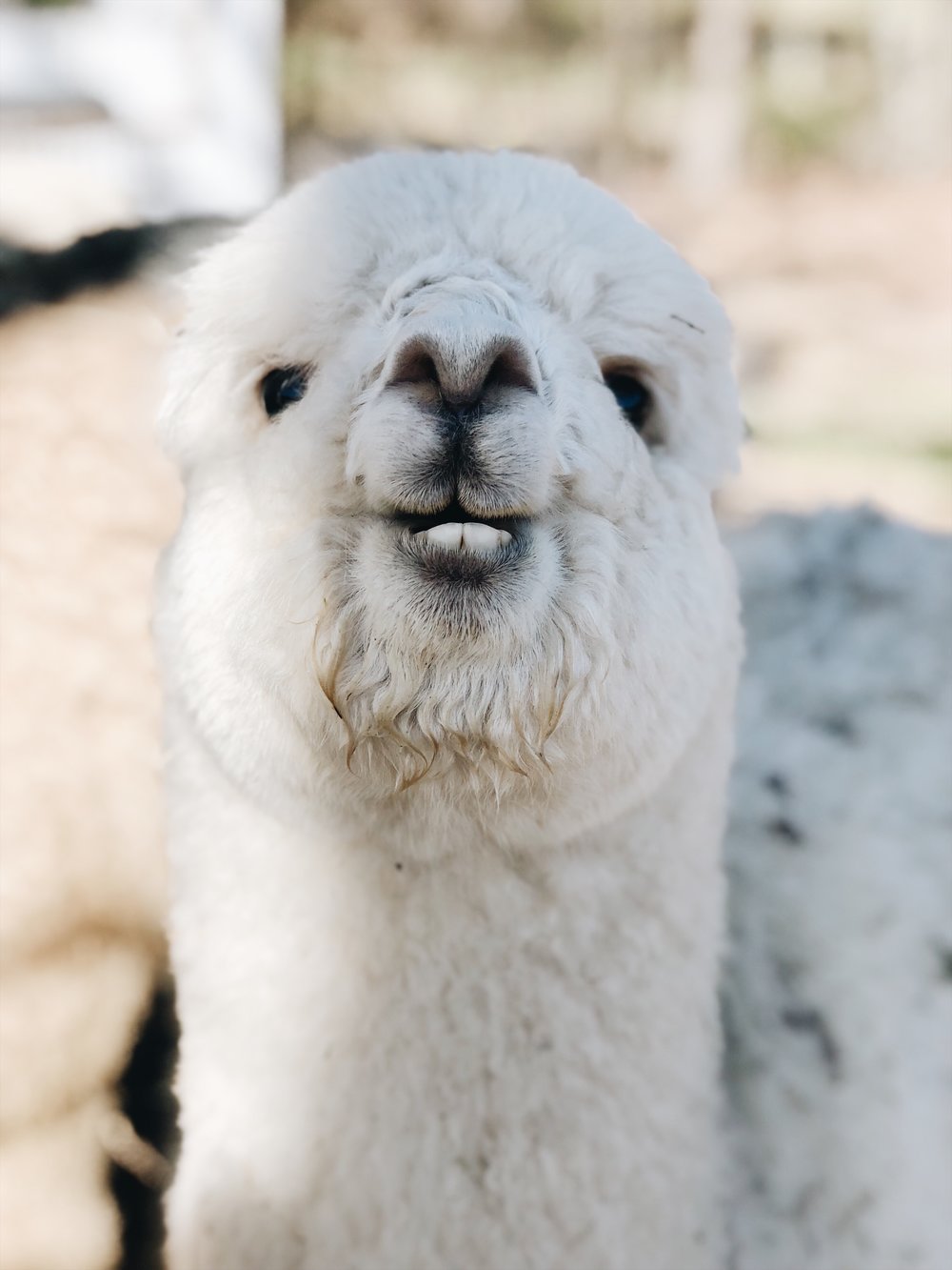 Farm animal healthcare record Printables - Azure Farm Farm animal healthcare record Printables - Azure Farm
