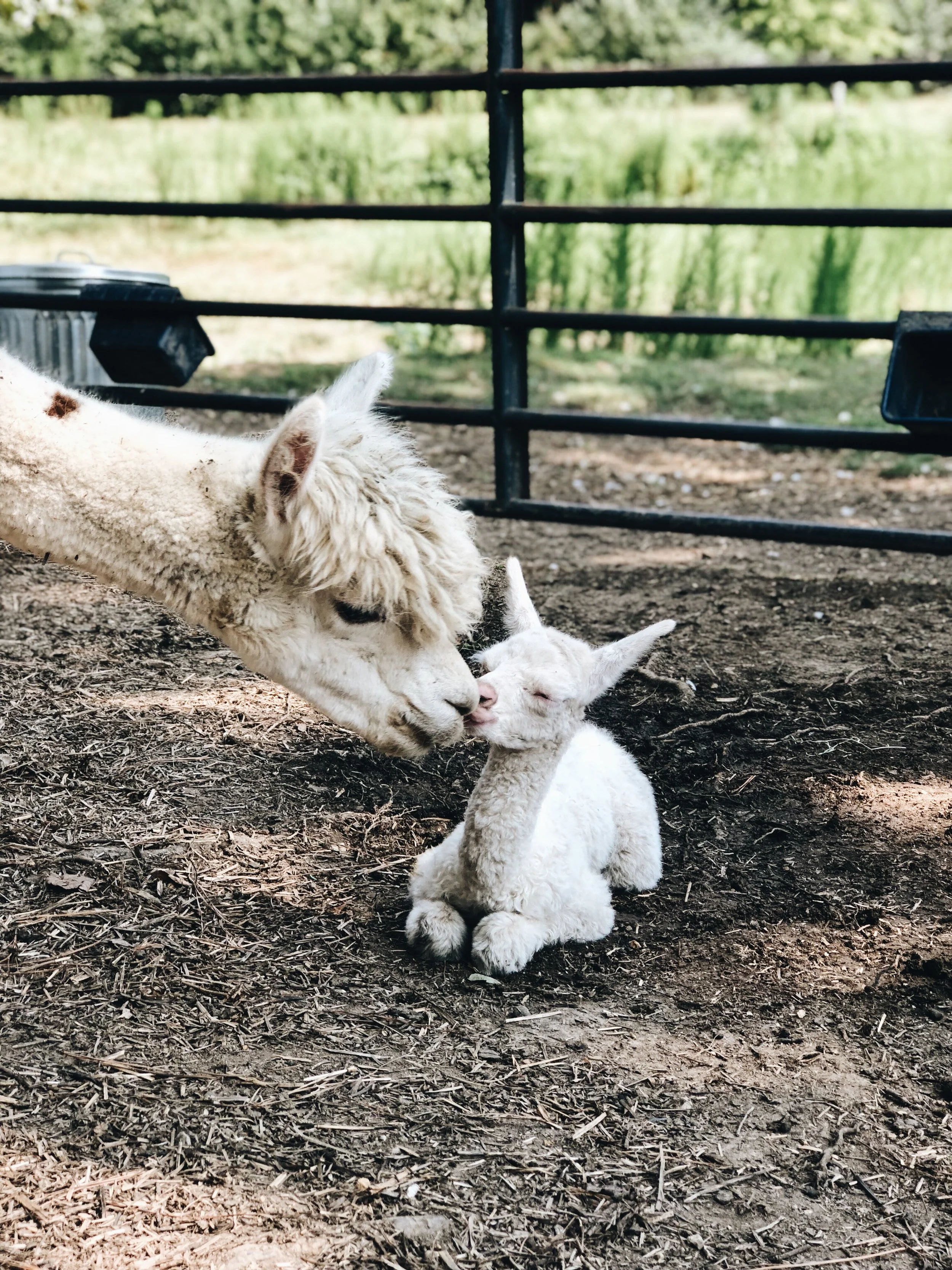 When I first got alpacas I had NO clue what to do if one went into labor. Well only 3 months after getting them our first farm baby was born and I learned real quick. Every animal is different but here are some essentials I think really help to have around if one of your animals is about to deliver! xoxo, Annette