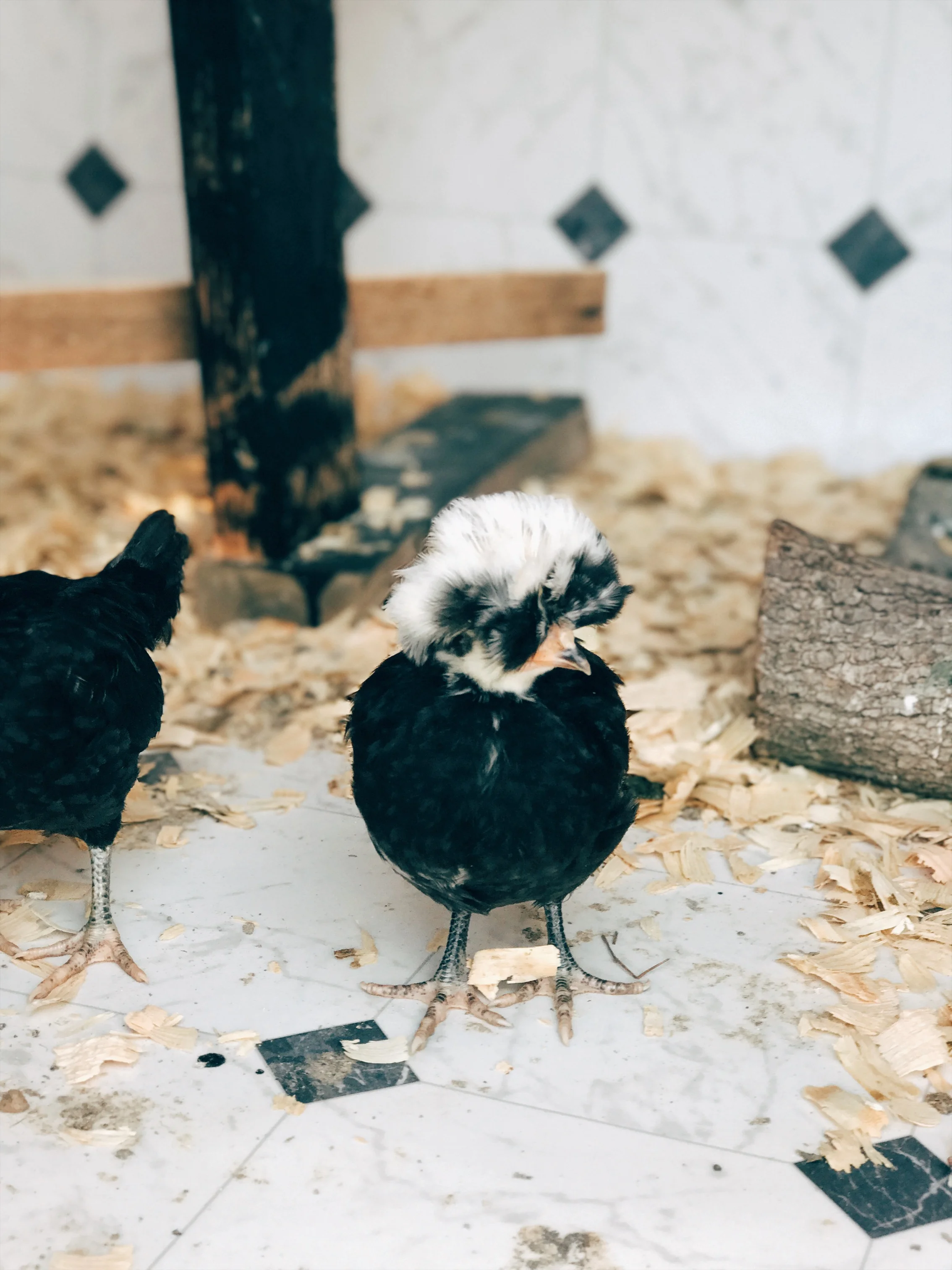 Beginners Guide to Raising Baby Chicks - Azure Farm