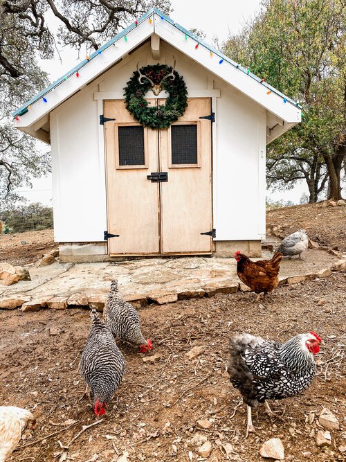 How To Prepare Your Chicken Coop For Winter - Azure Farm