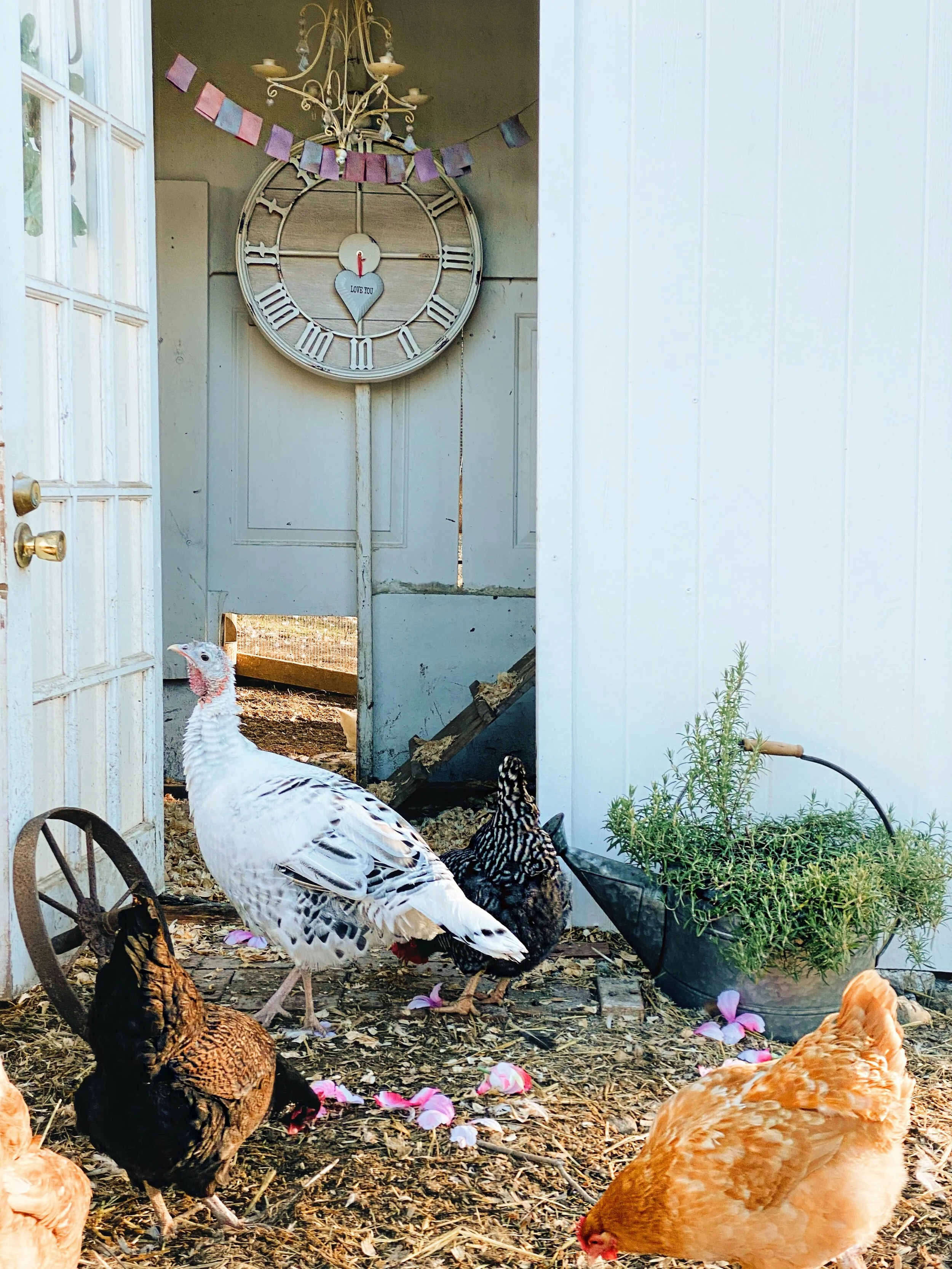 Chicken Coop Decor Ideas