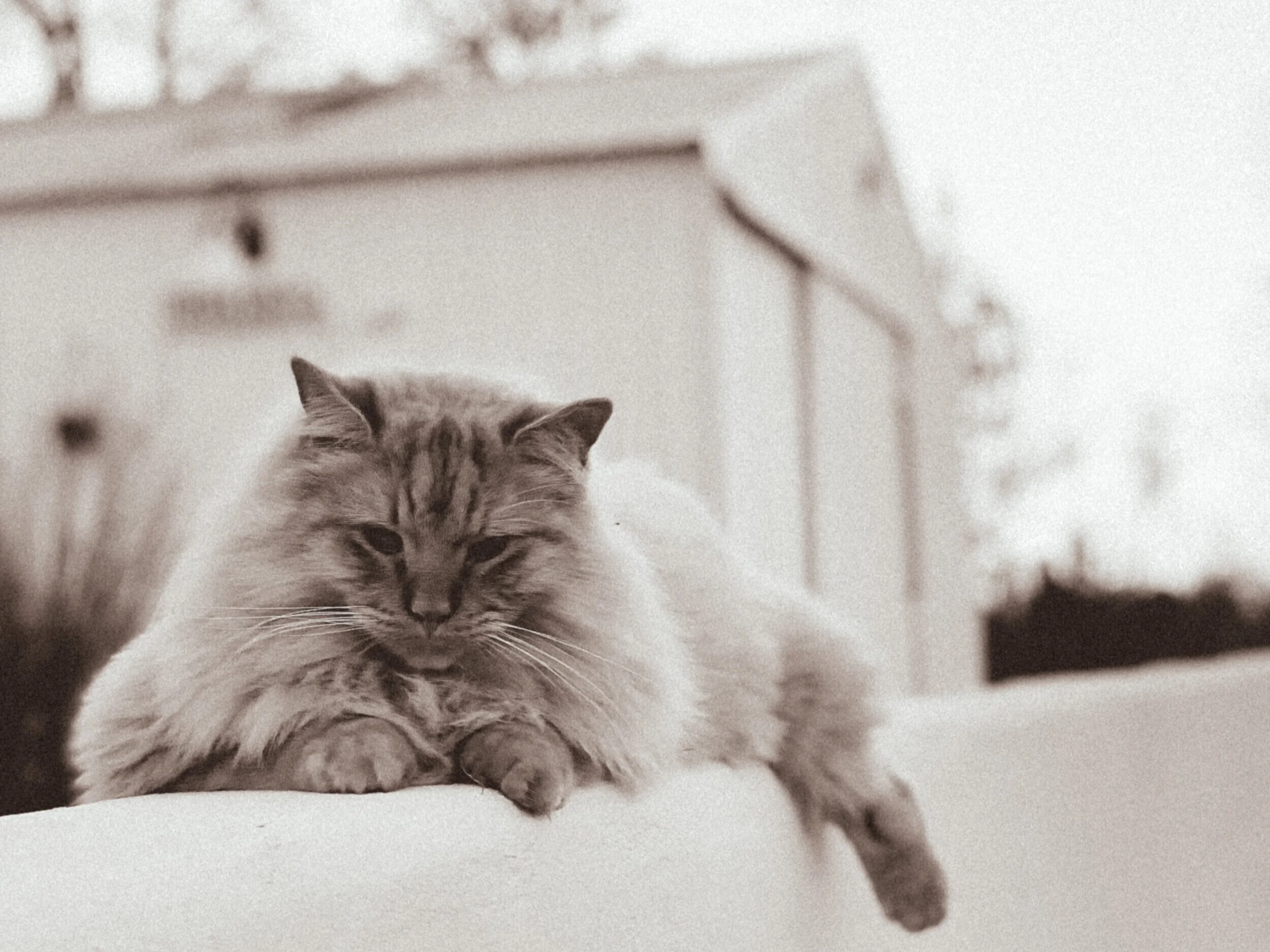 How to Raise Barn Cats 