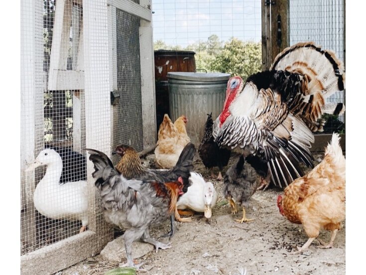 Raising Chickens, Ducks, And Turkeys Together? Yes You Absolutely Can! -  Azure Farm