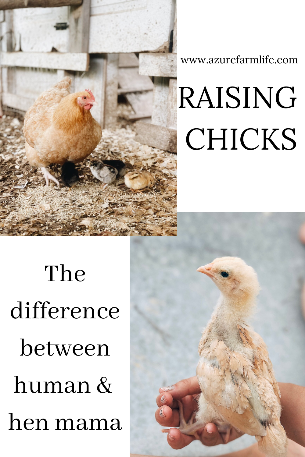 How to Take Care of Baby Chicks at the Farm - Azure Farm