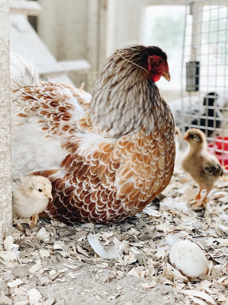 Raising Chicks with Mother Hen - Backyard Poultry