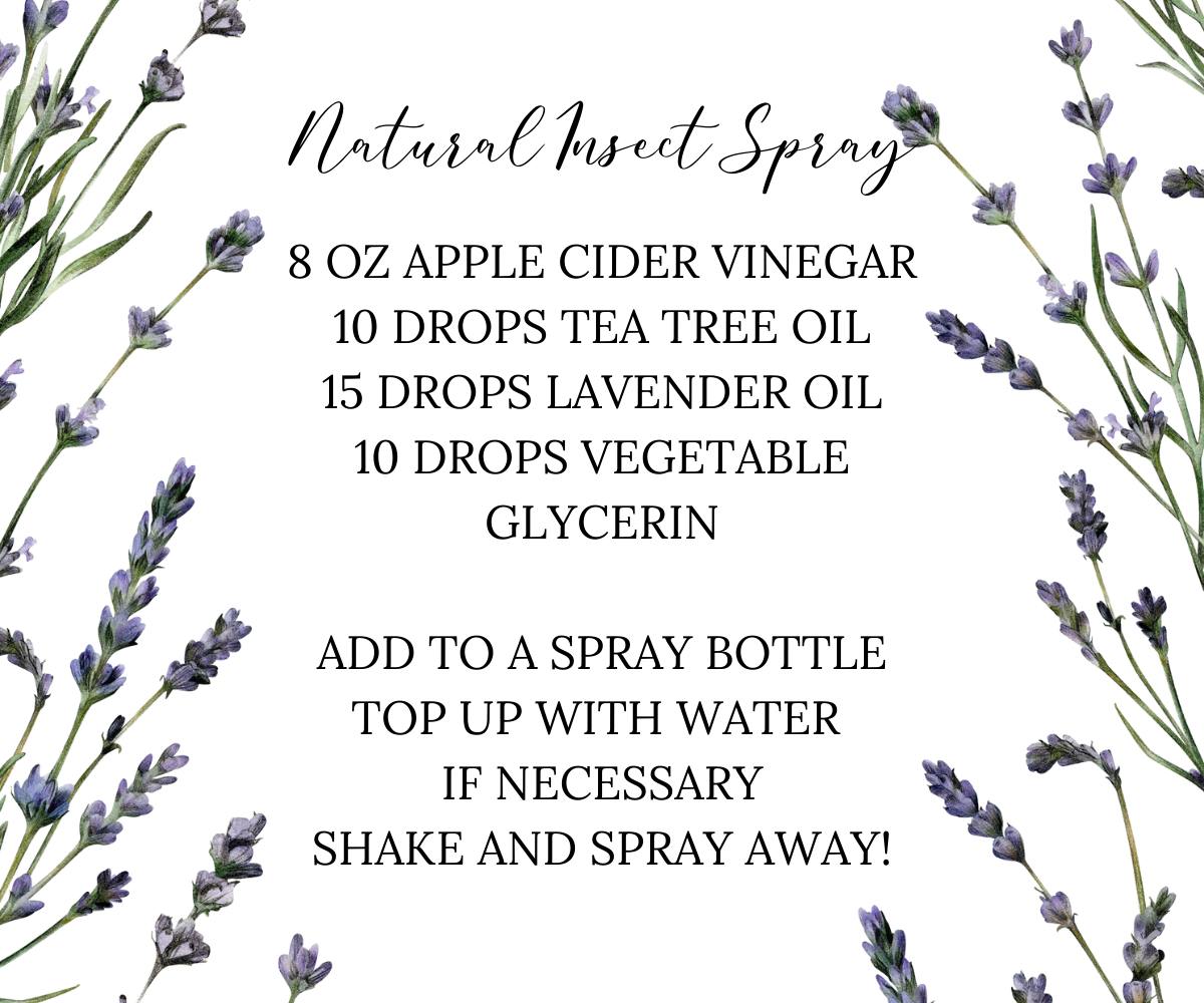 How To Make Diy Essential Oil Mosquito Repellent To Protect Your Family 
