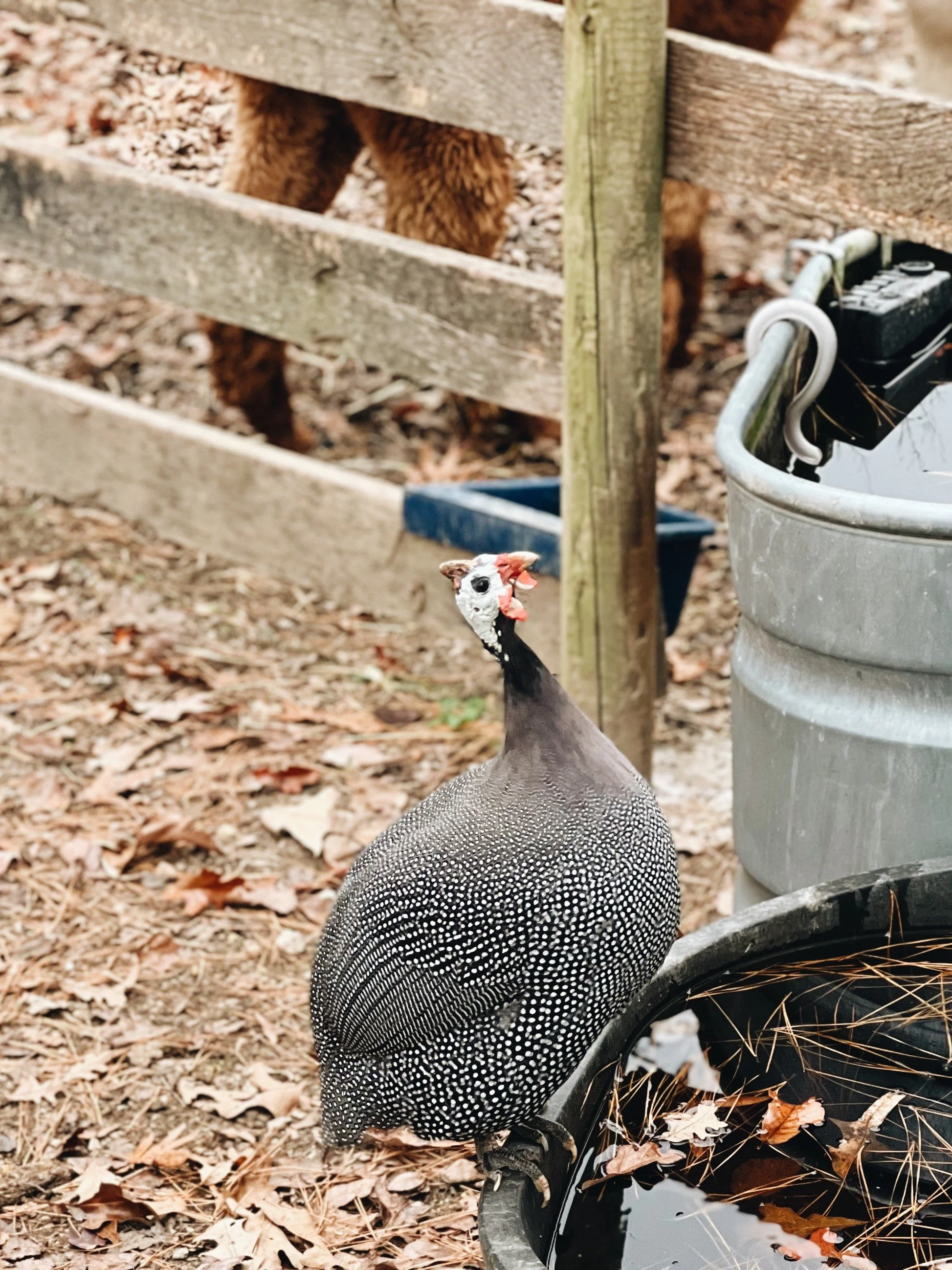 A Beginner’s Guide To Raising Guinea Fowl - The Essentials You Need to Know