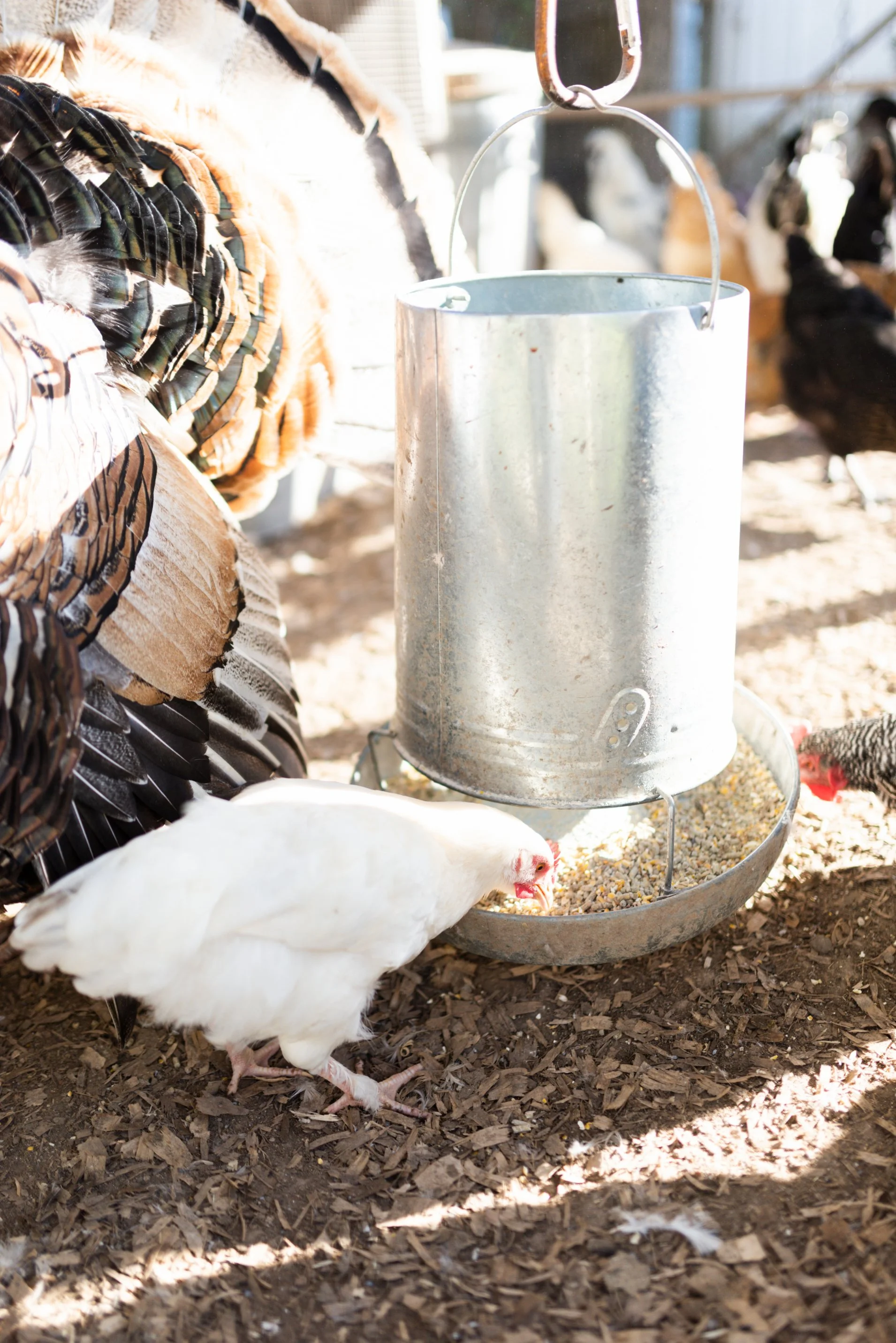 How To Prepare Your Chicken Coop For Winter Azure Farm